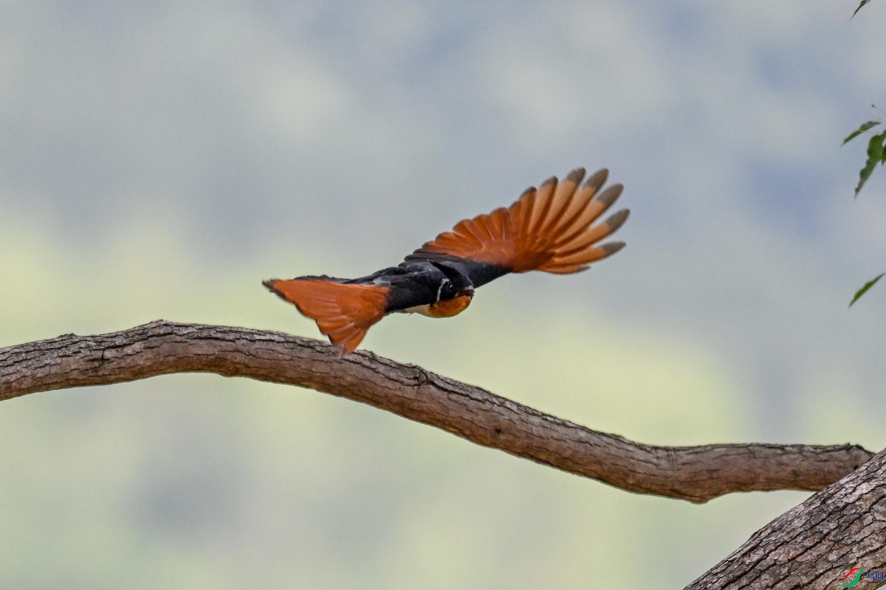 DSC_9171.JPG