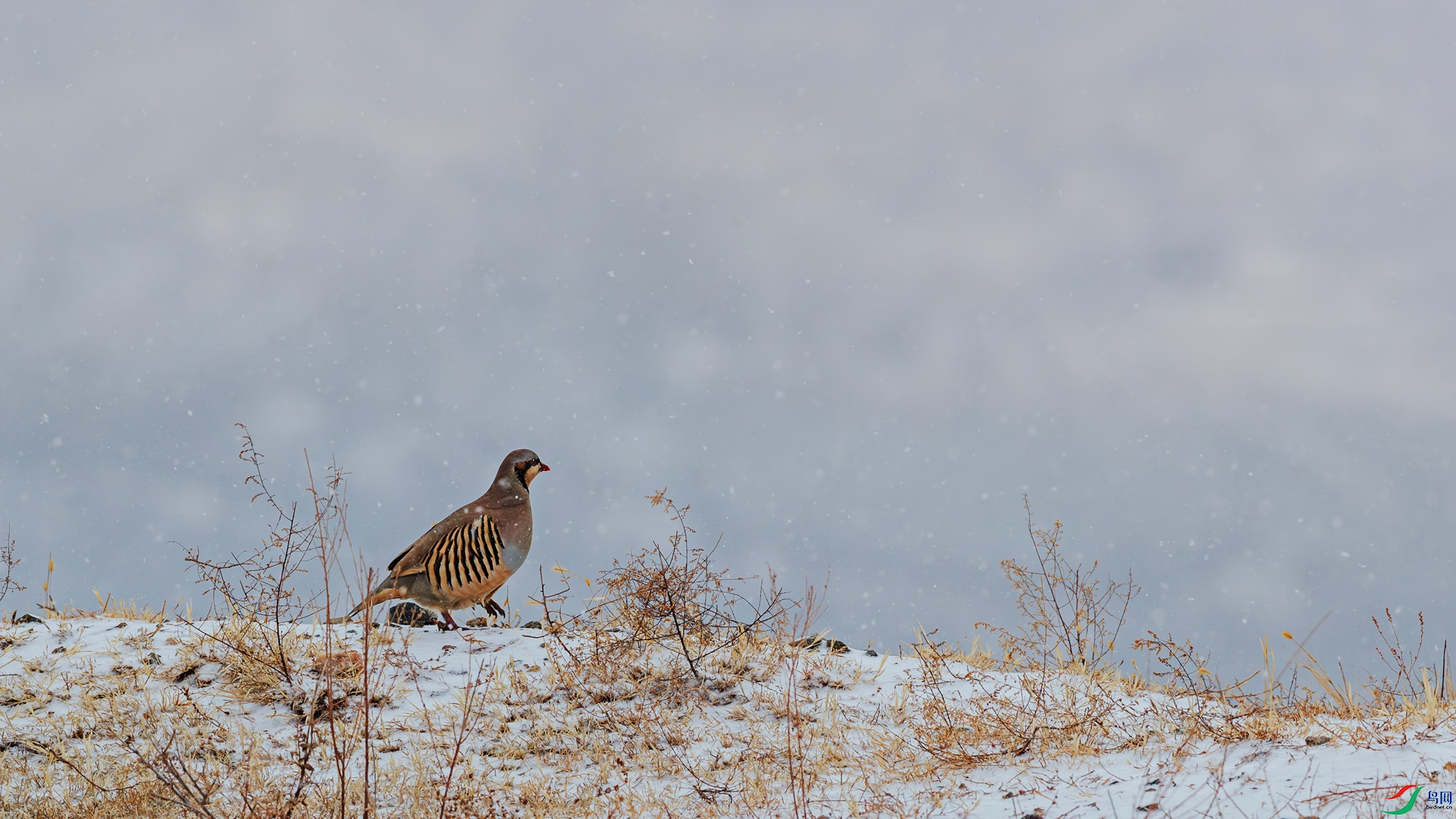 A40I5194-1��.jpg
