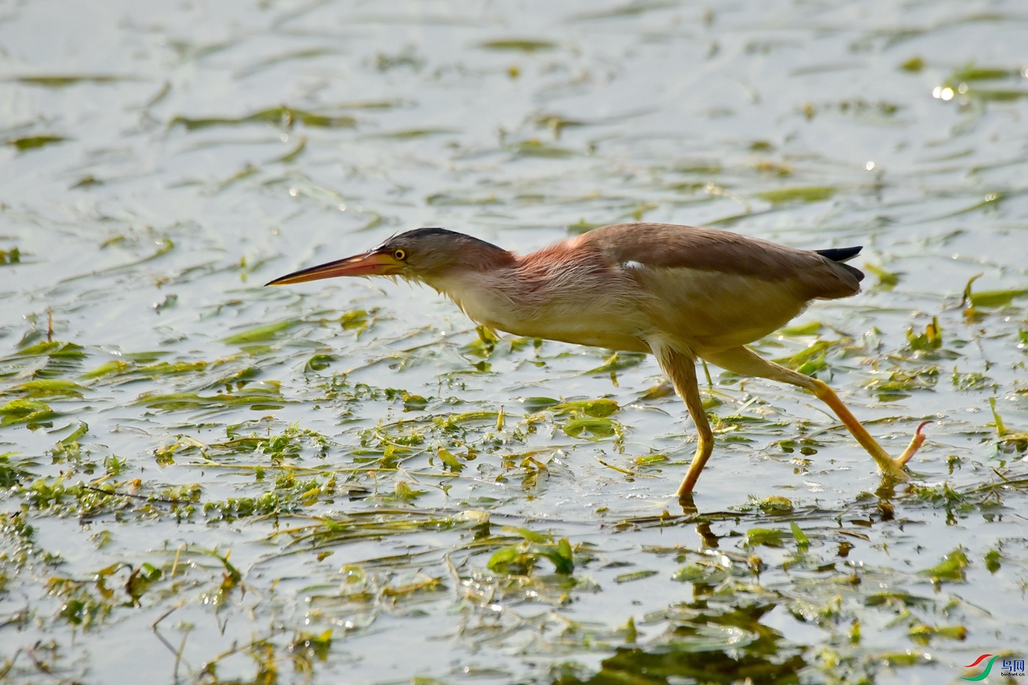 DSC_8653.JPG