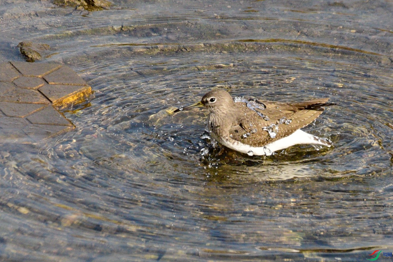 DSC_3246.JPG
