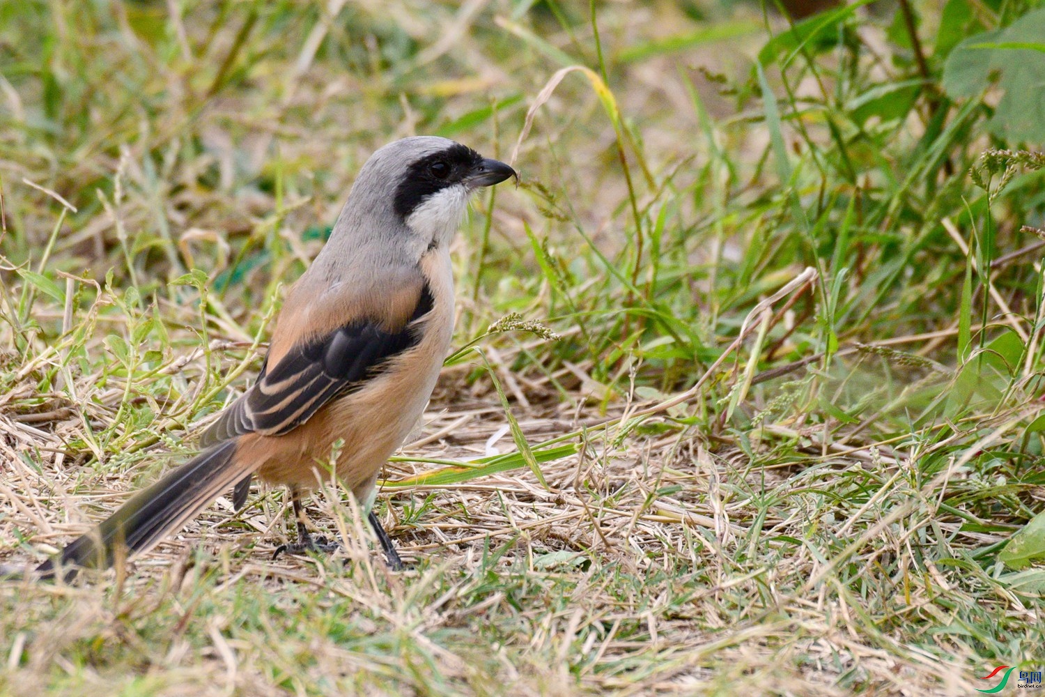 DSC_3618.JPG