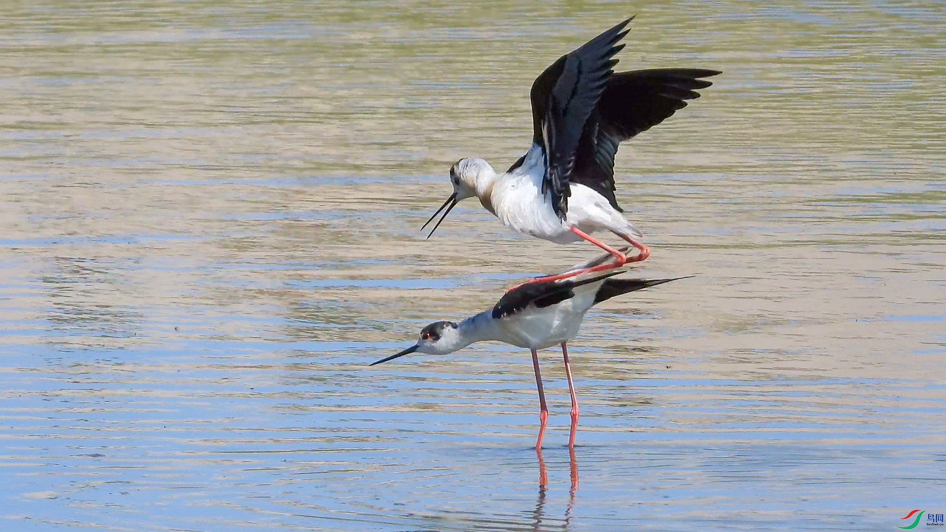 �ڳ᳤����