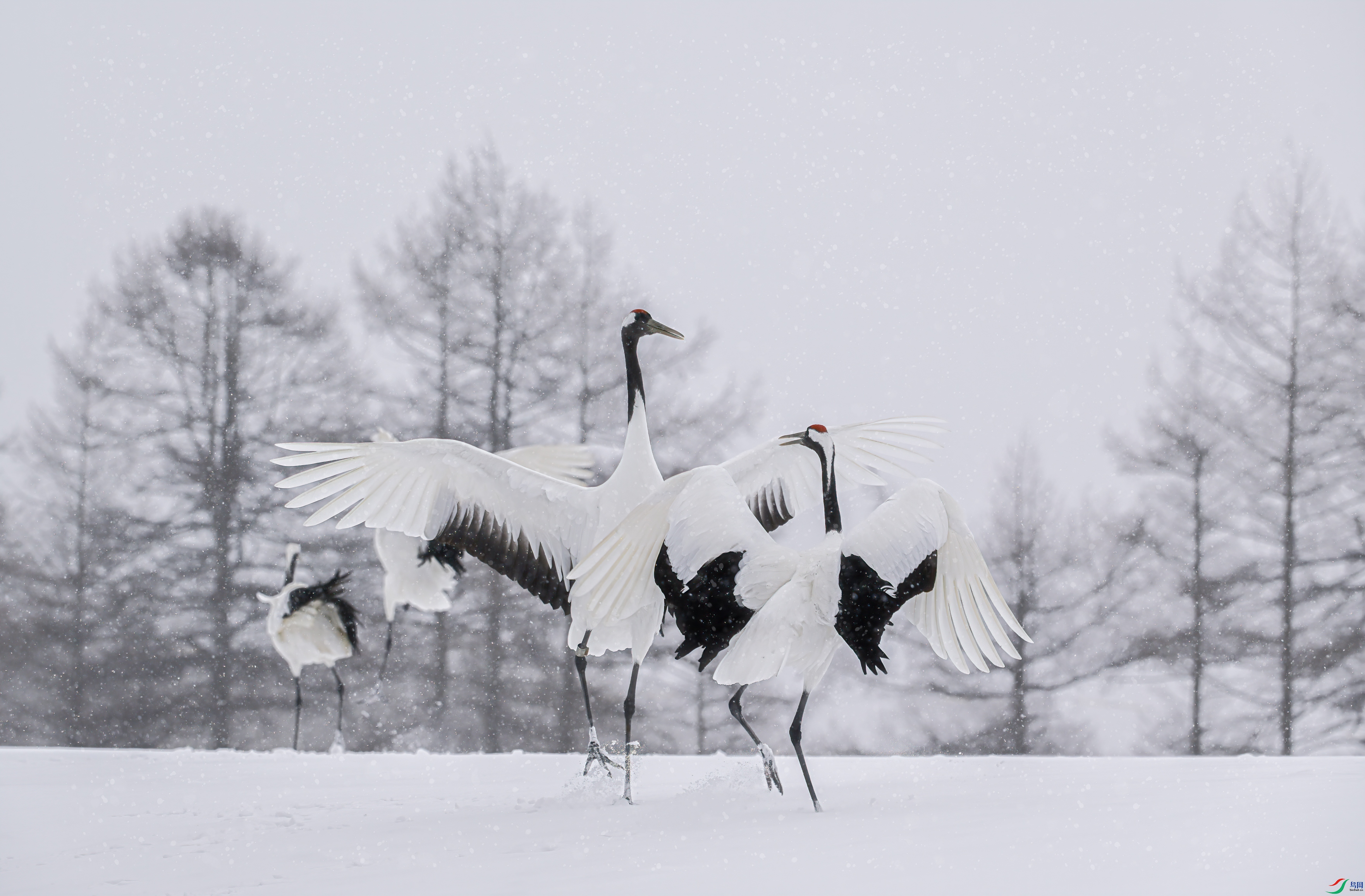 DSC_5126---.jpg