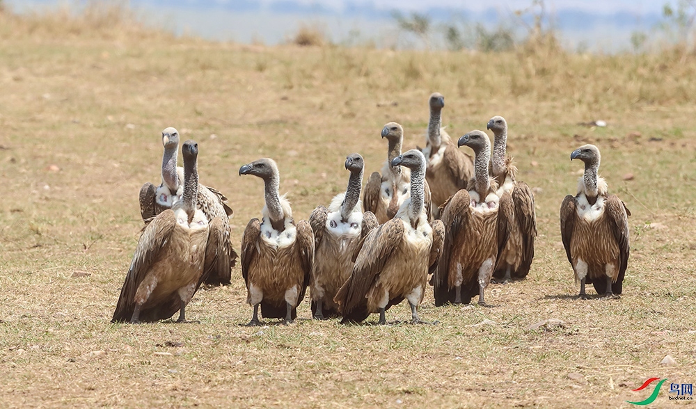 ����أ�� .JPG