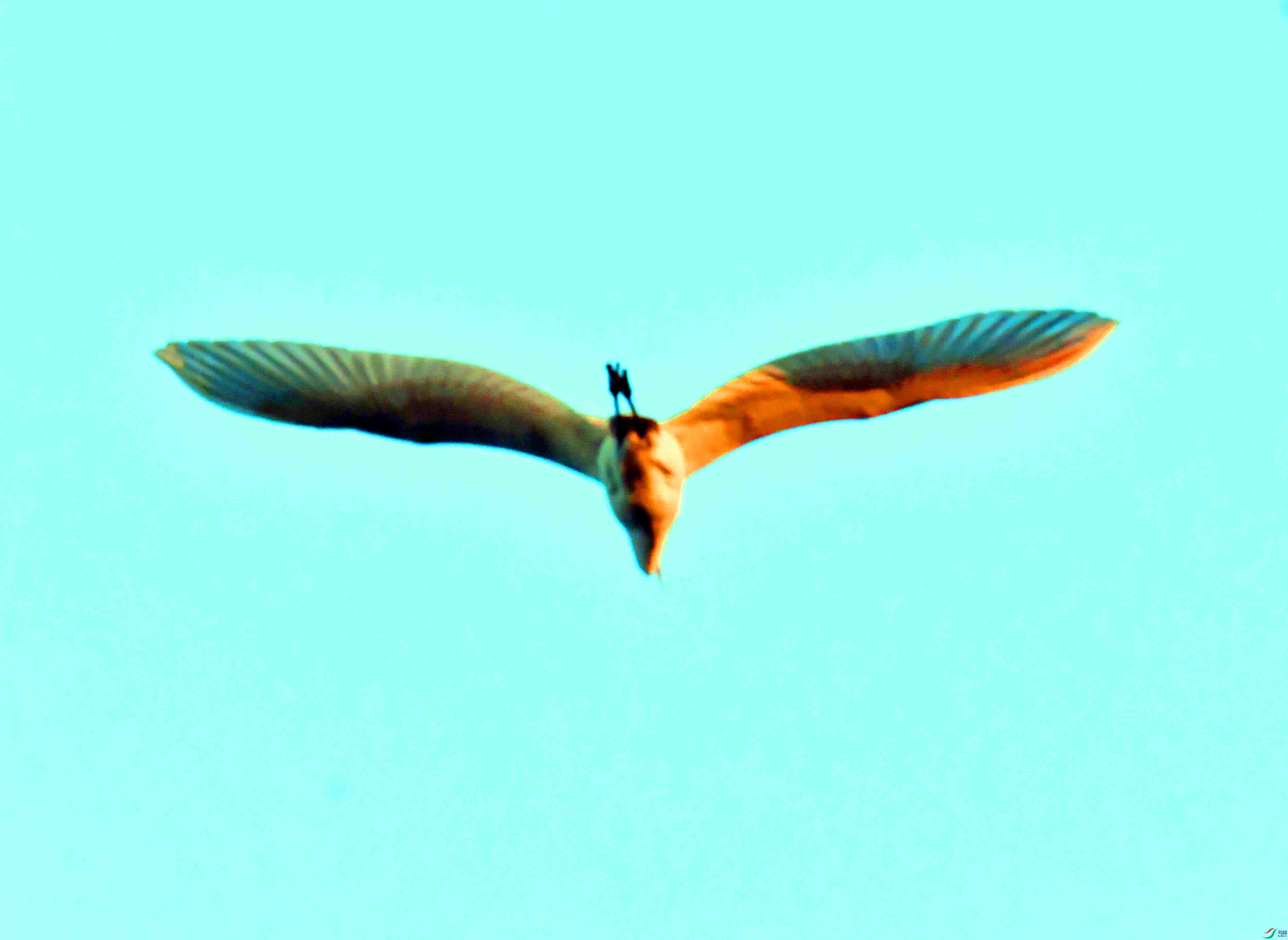 DSC_5331.JPG