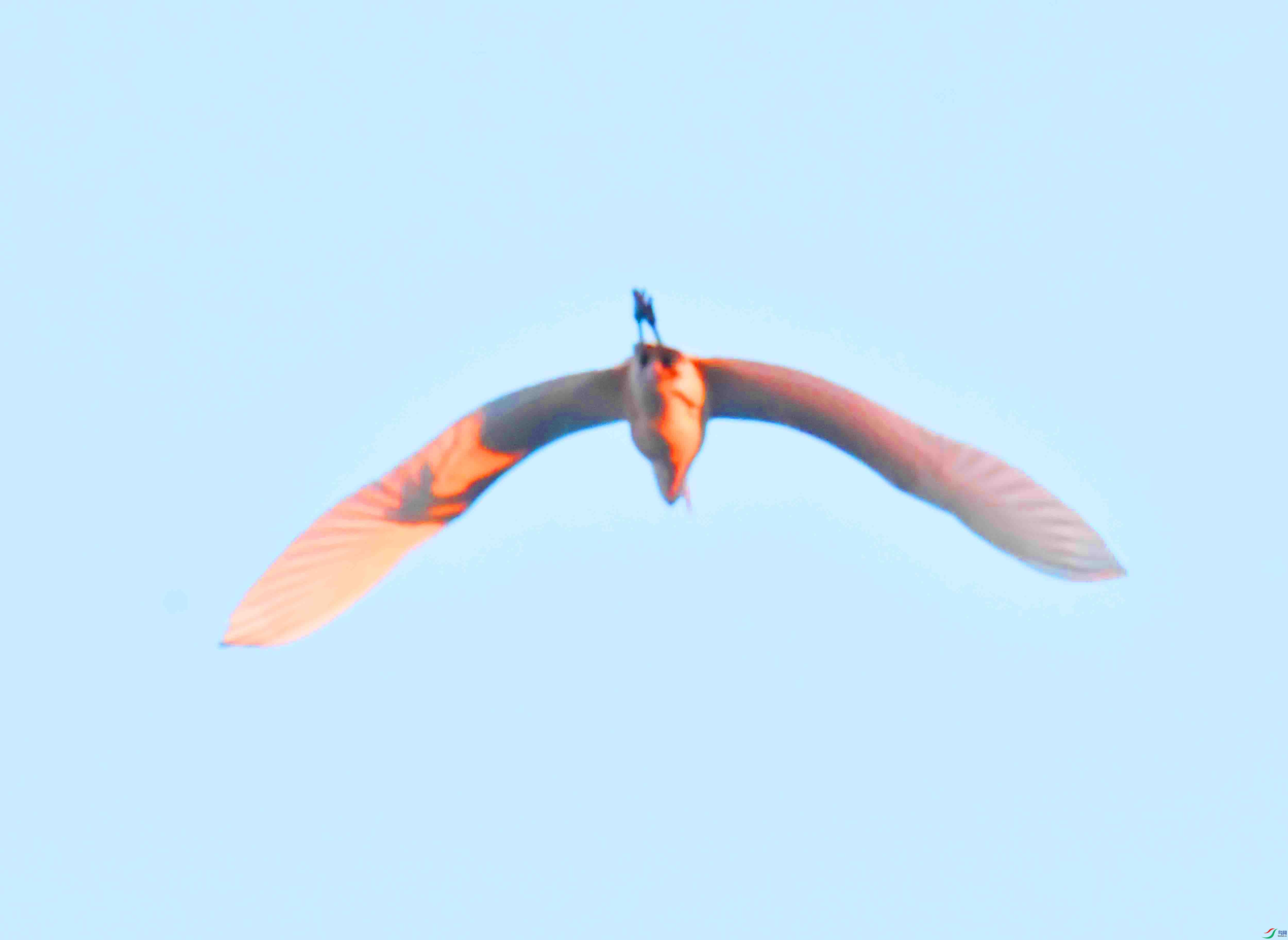 DSC_5332.JPG