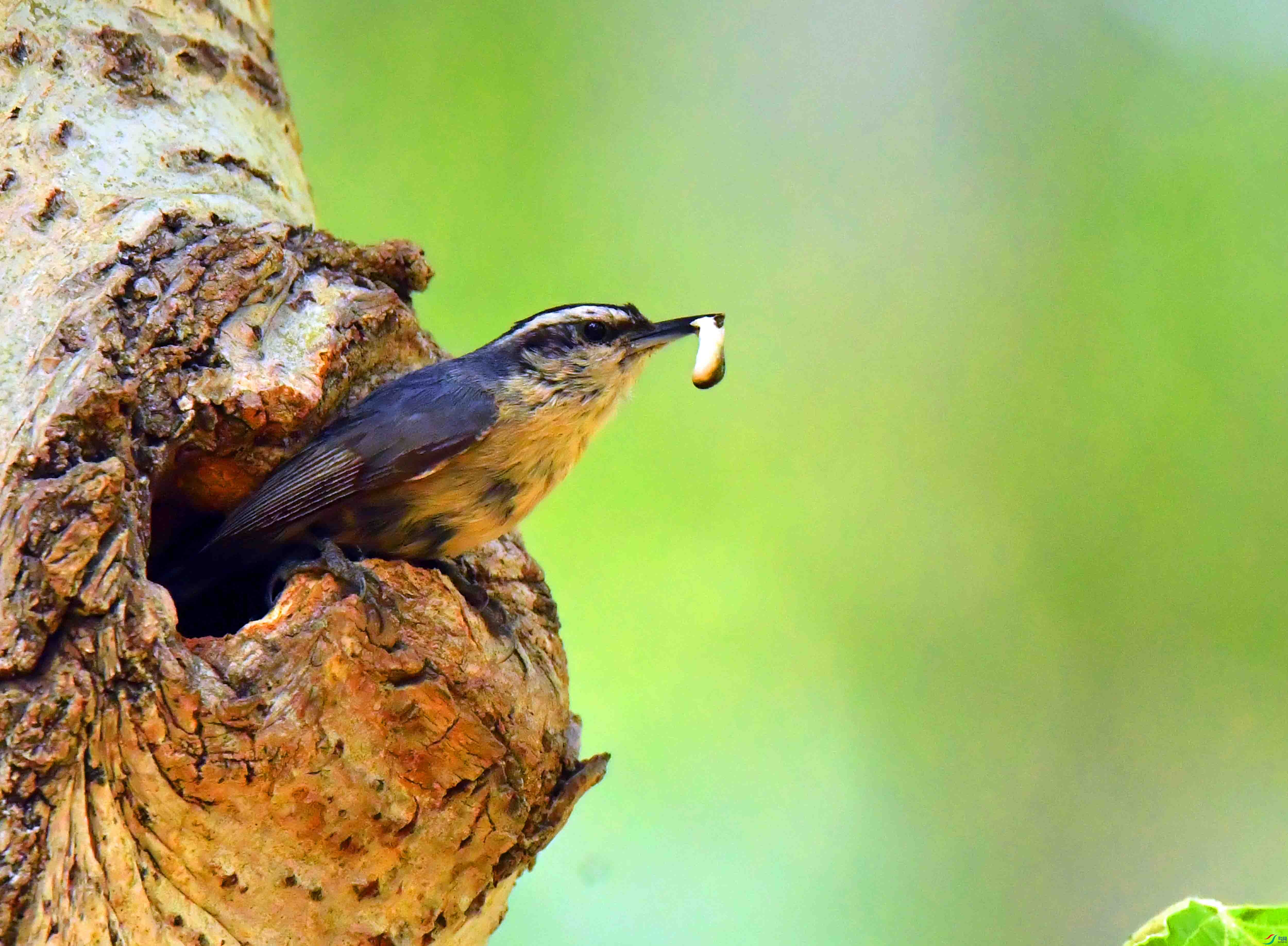 DSC_2272.JPG