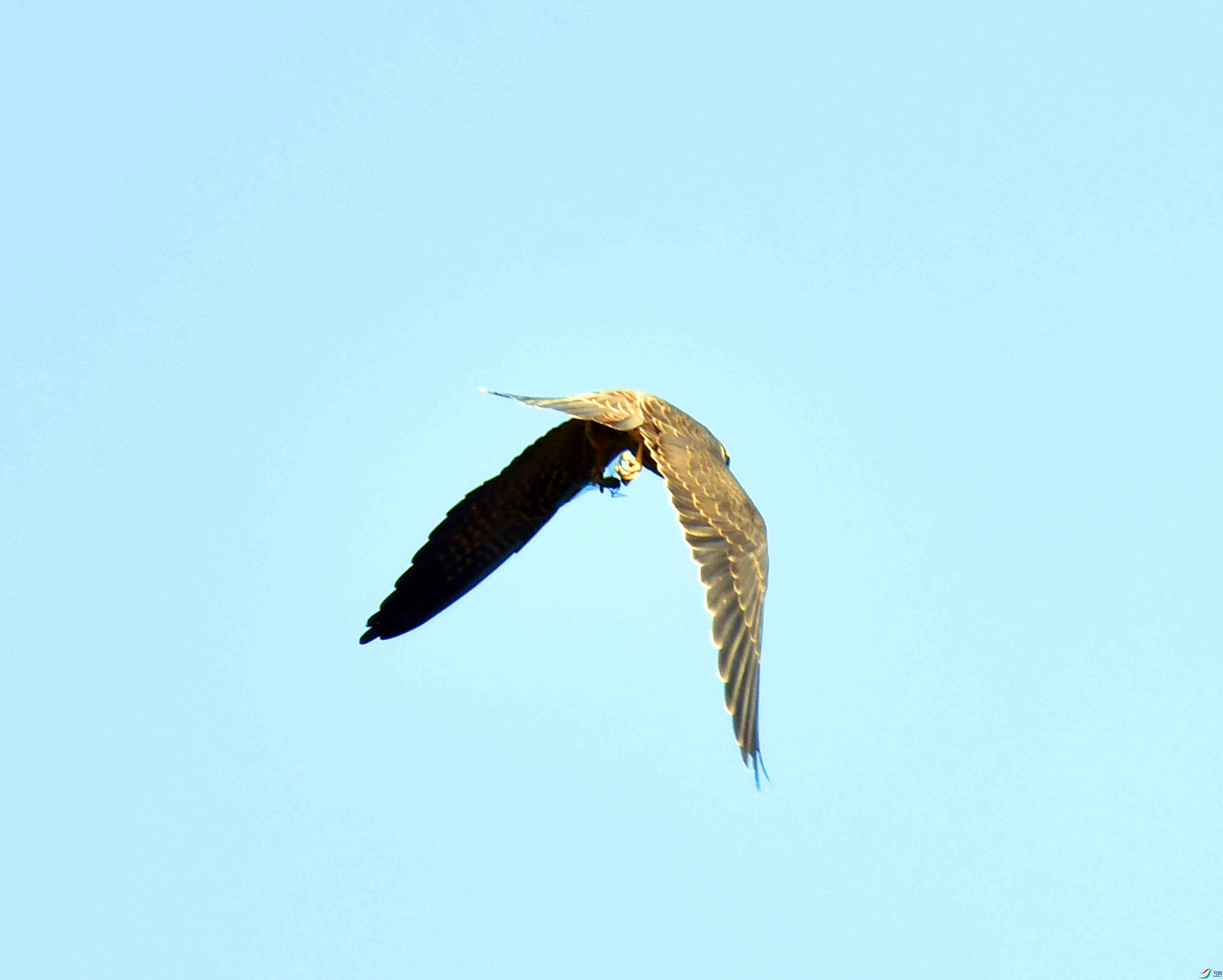 DSC_4227.JPG