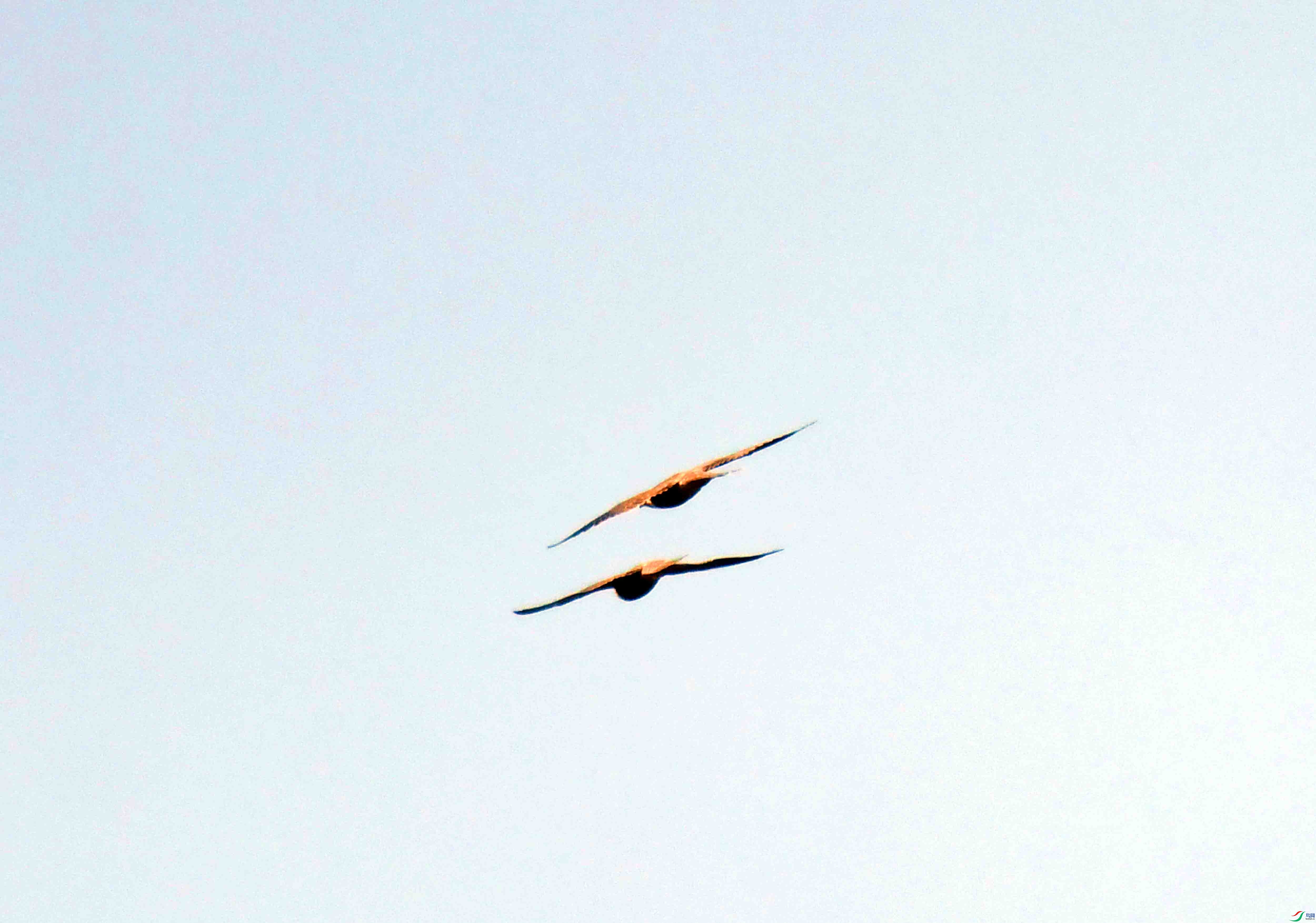 DSC_4163.JPG