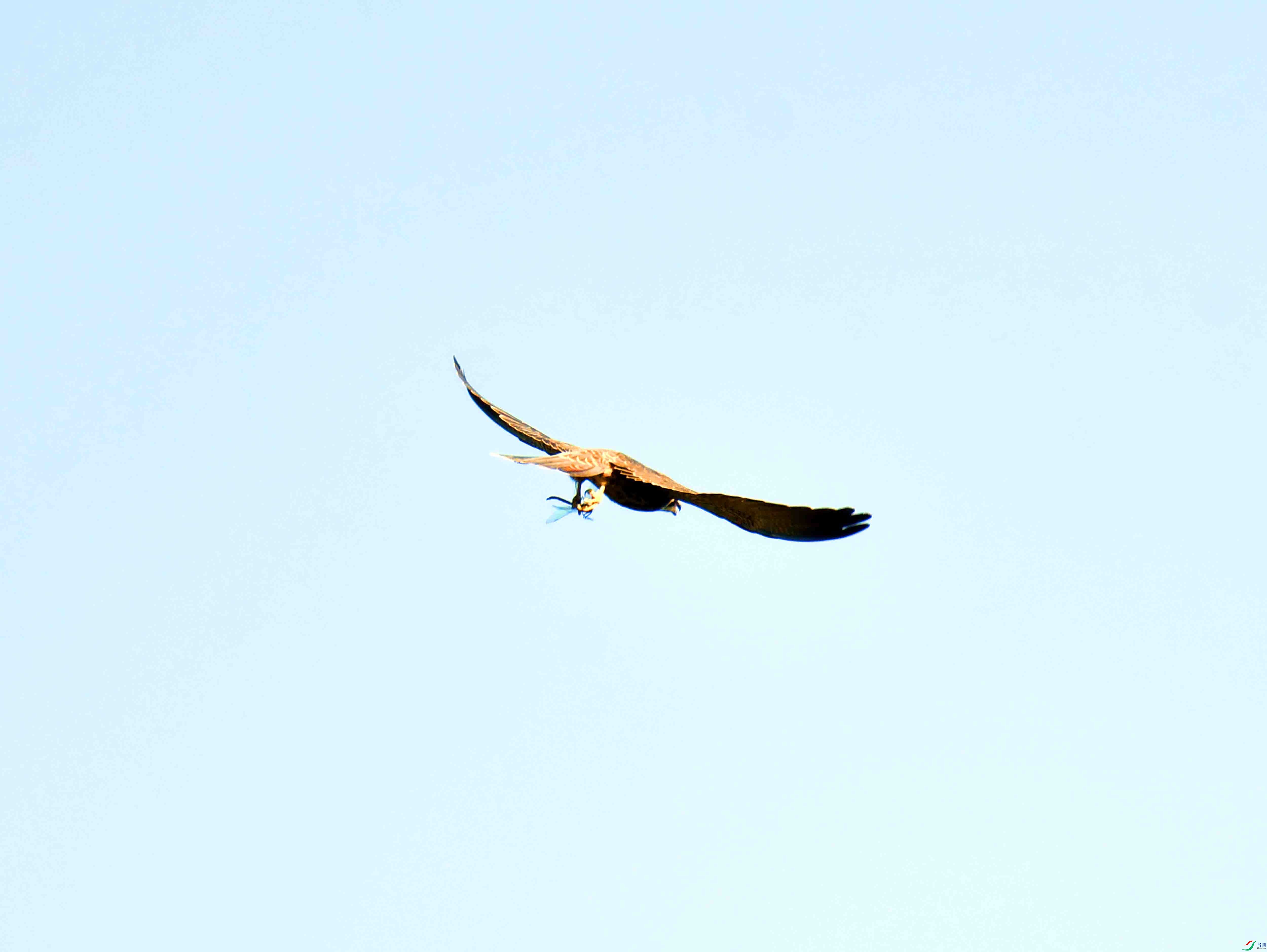 DSC_4228.JPG