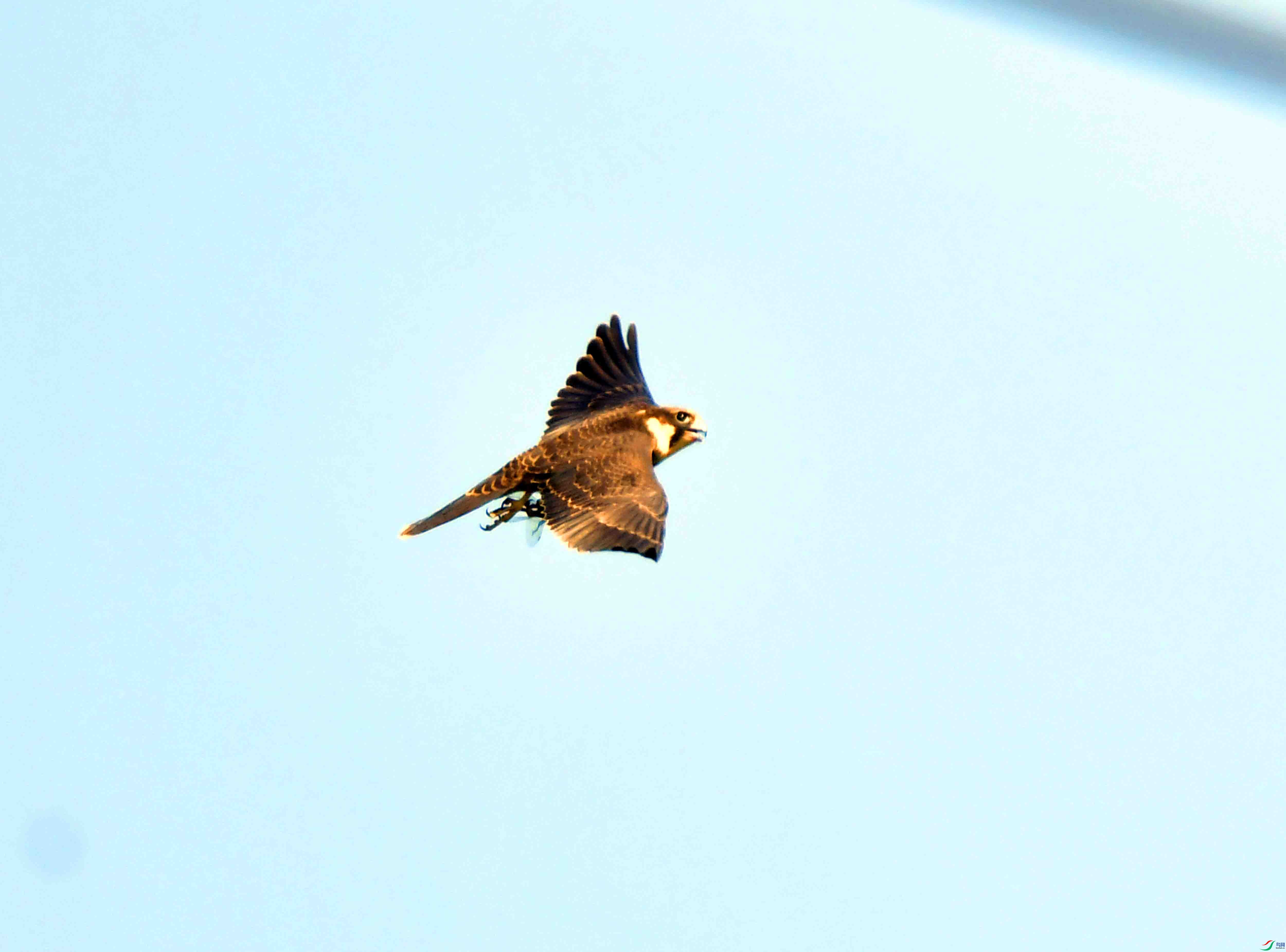 DSC_4229.JPG