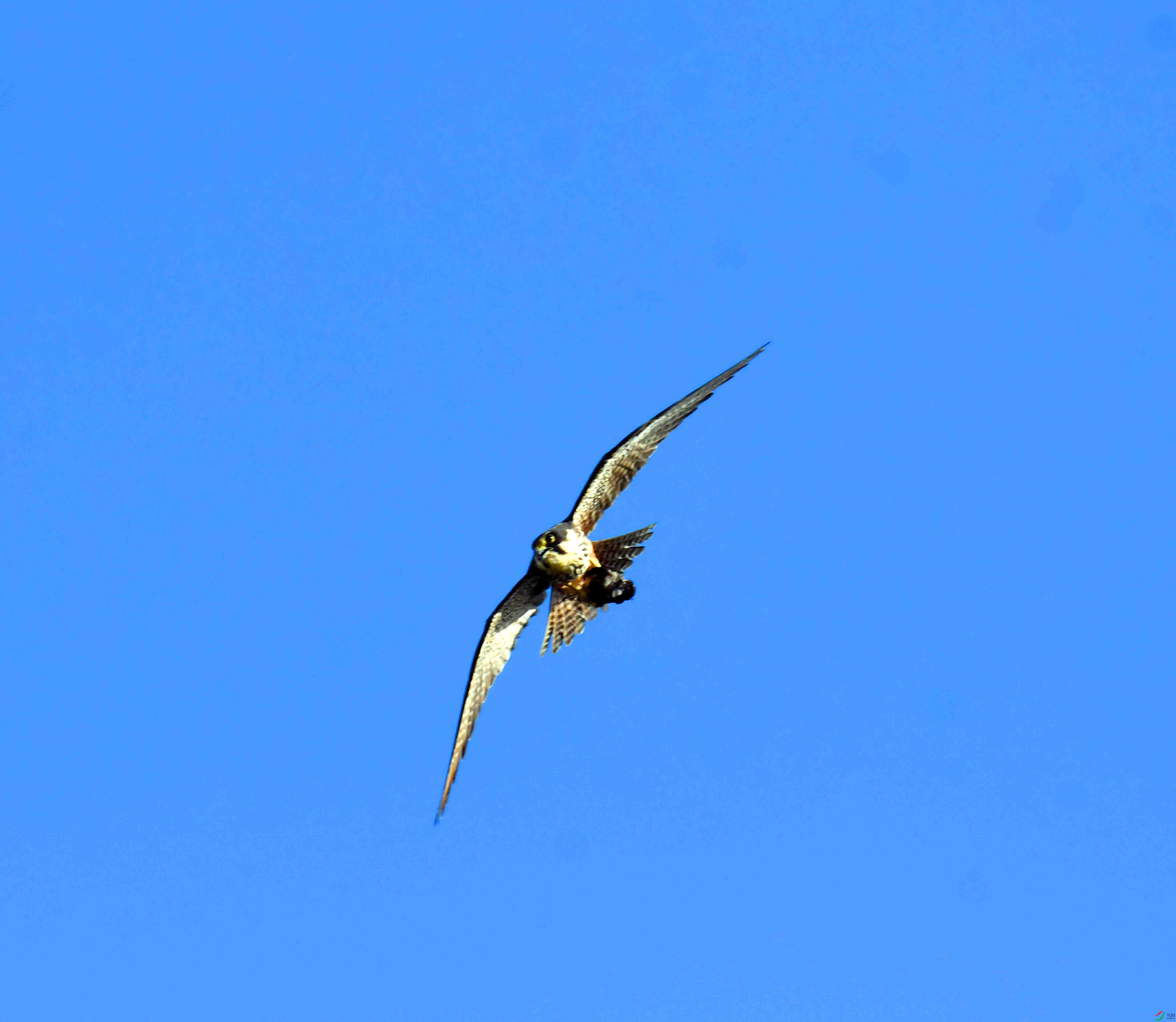 DSC_4996.JPG