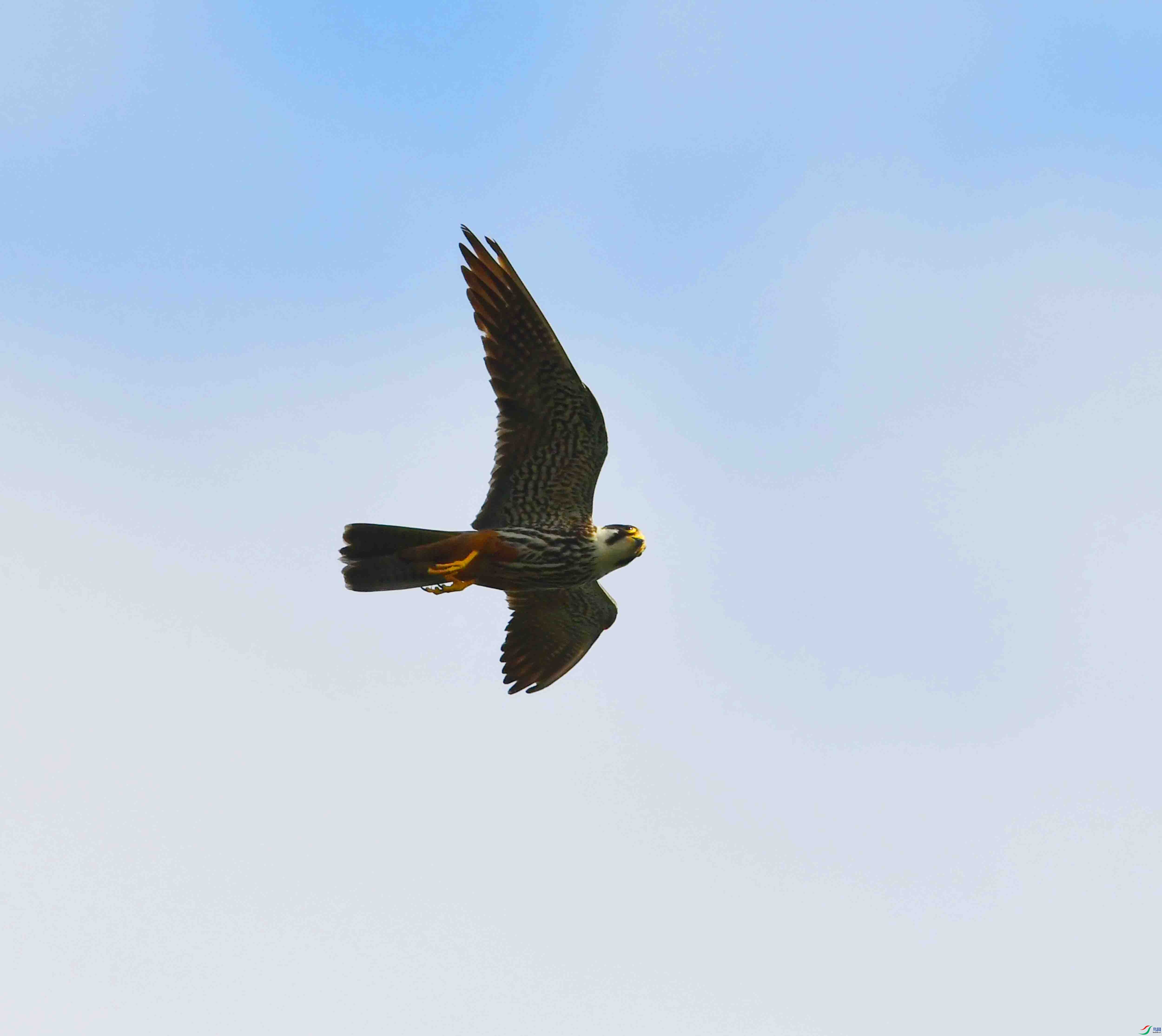DSC_5013.JPG