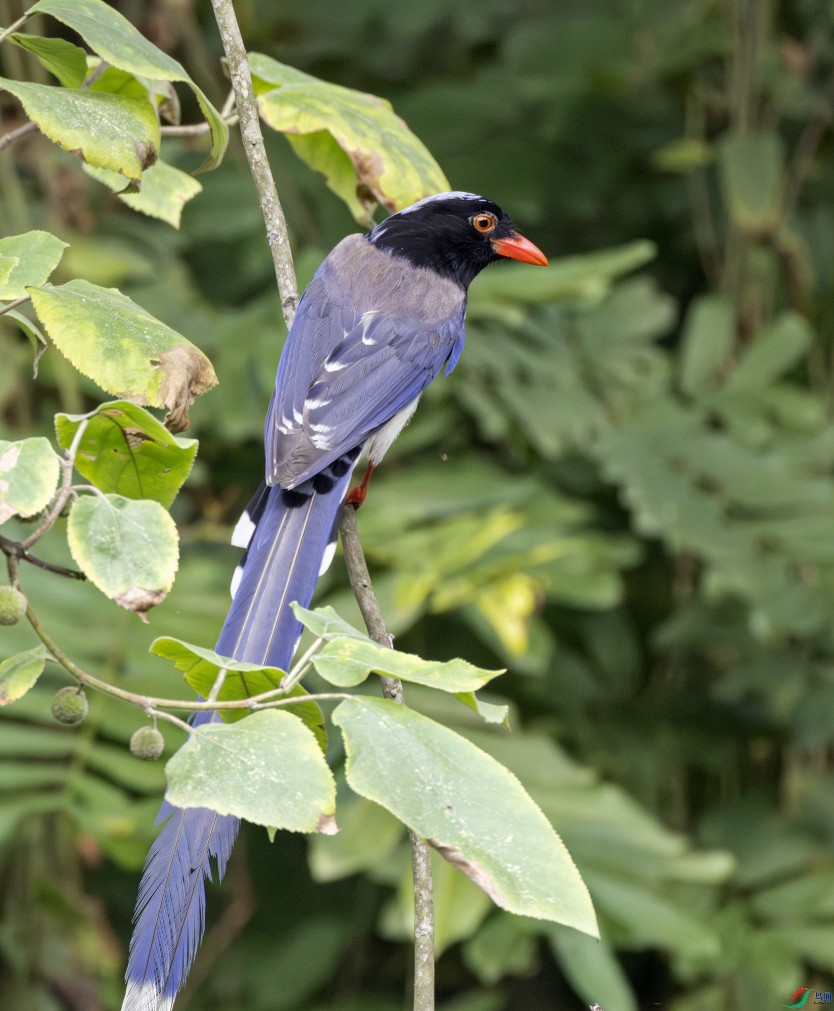 2I1A1887-����ǿ-NR ����.jpg