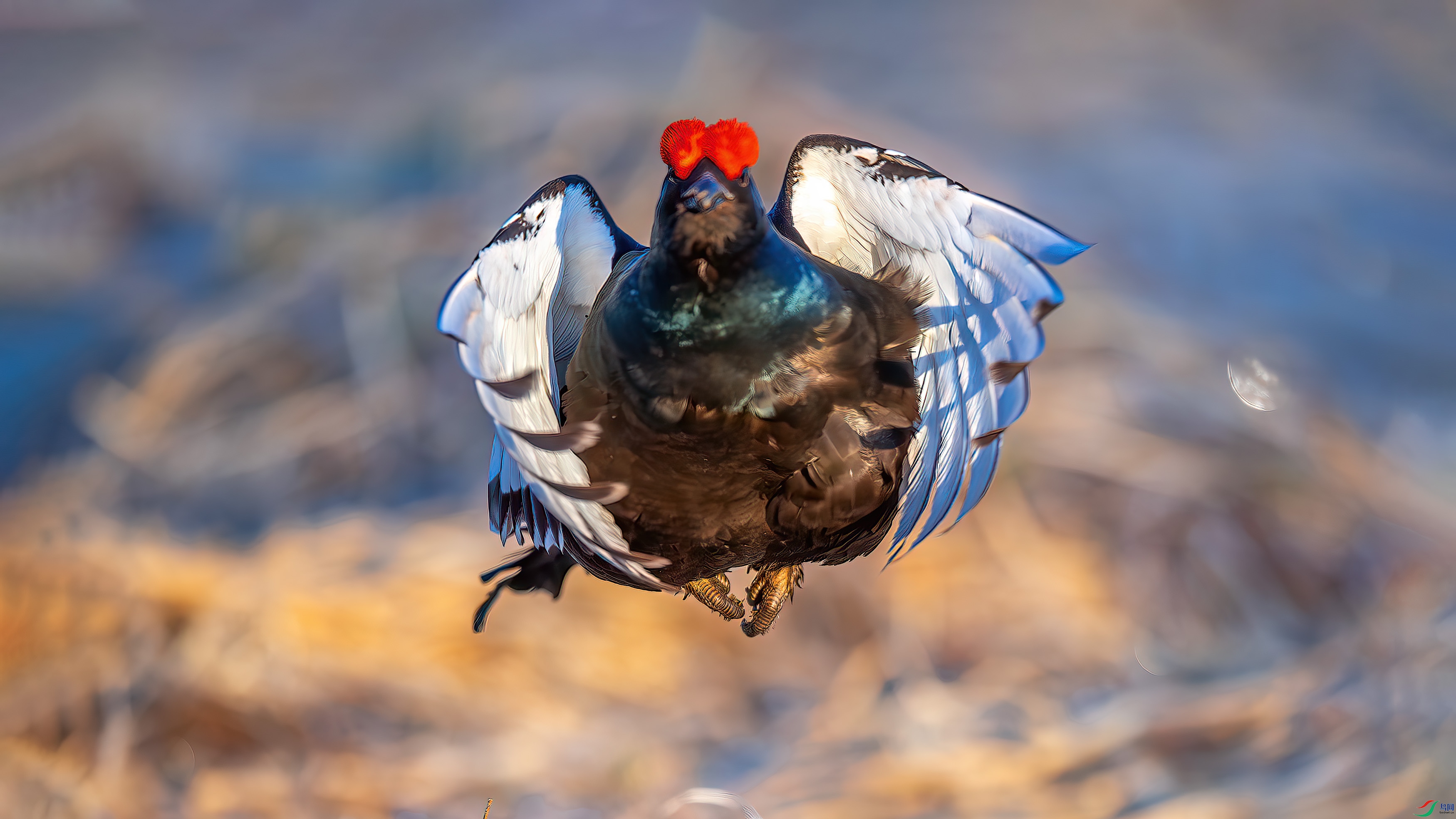 DSC_1412-����ǿ-NR.jpg