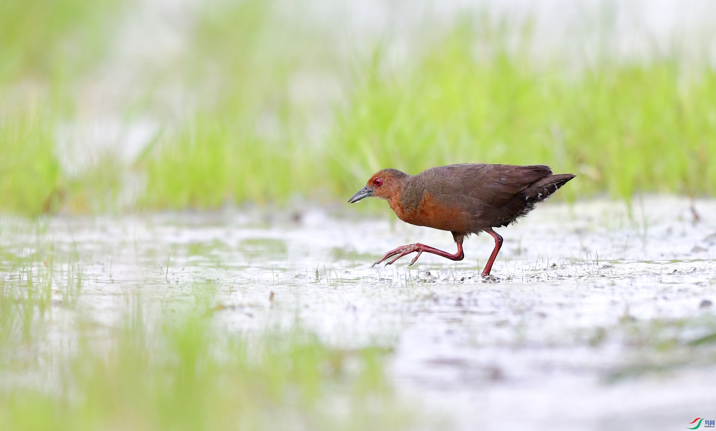DSC_4248_conew2.jpg
