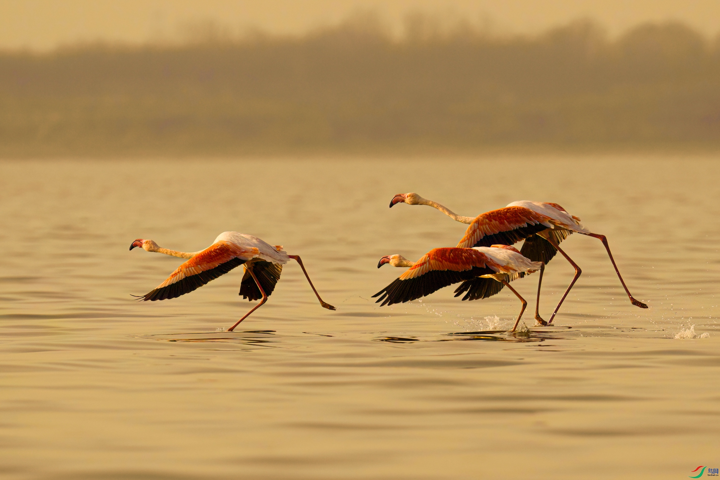 _DSC3575x.jpg