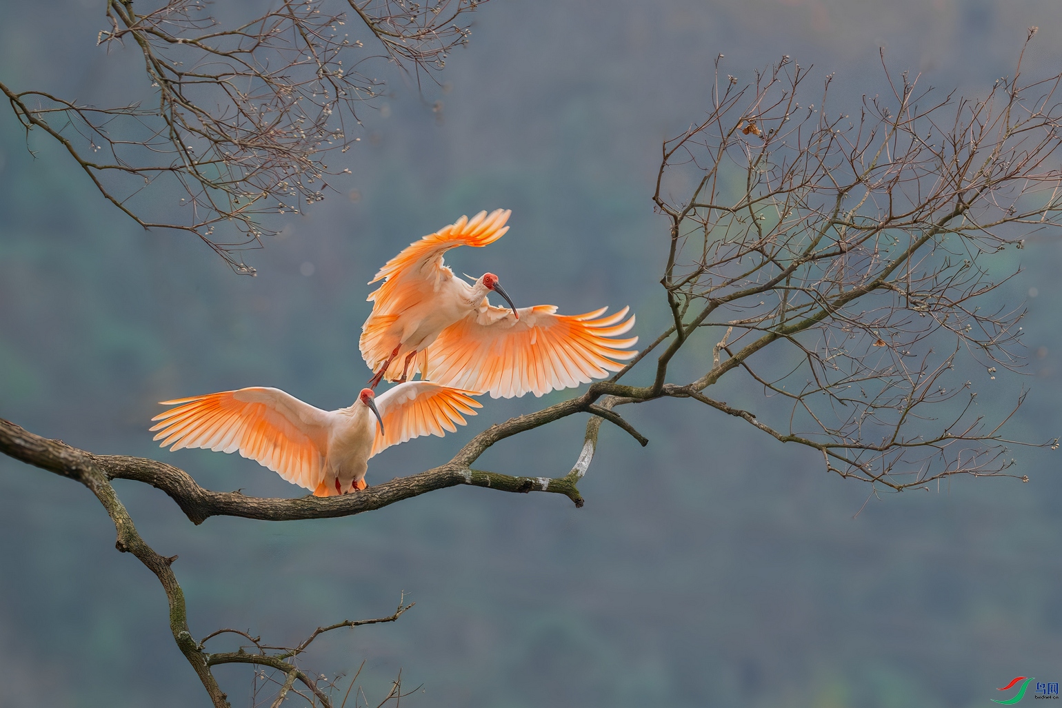 DSC_2533-����ǿ-NR ����001.jpg