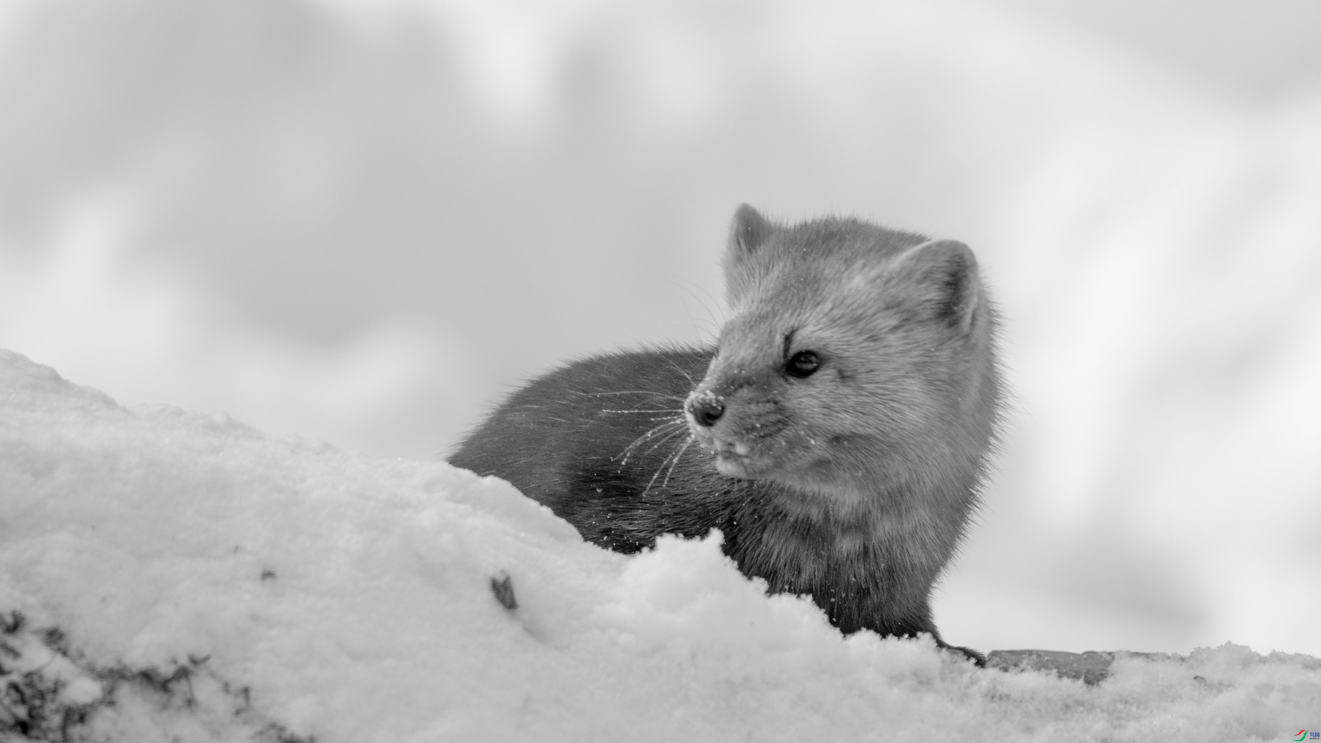 DSC08829 ����.jpg