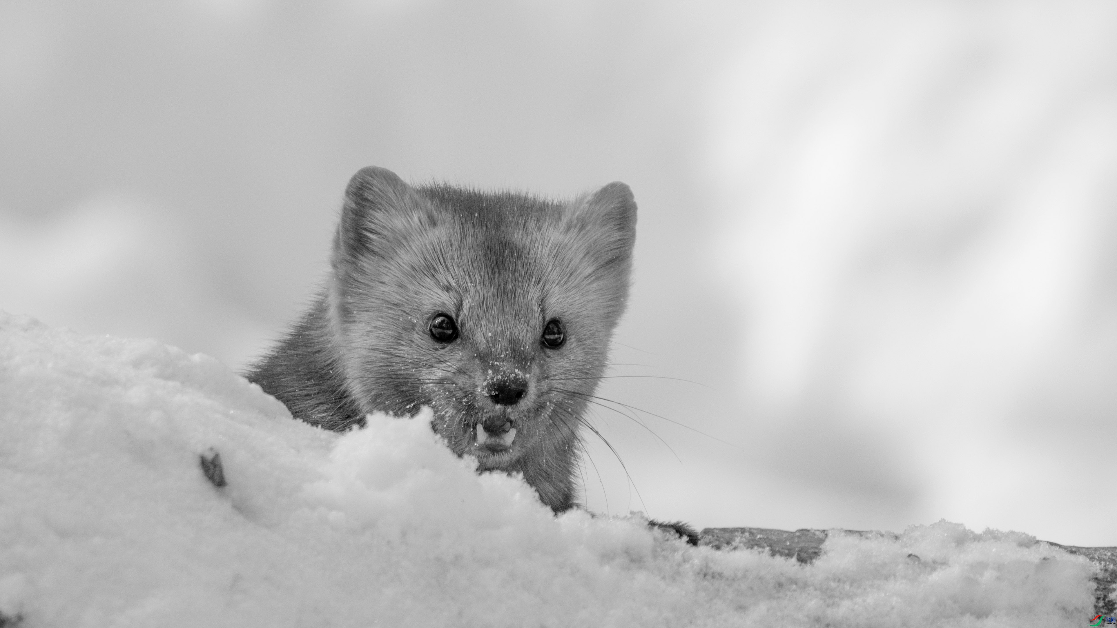 DSC08831 ����.jpg