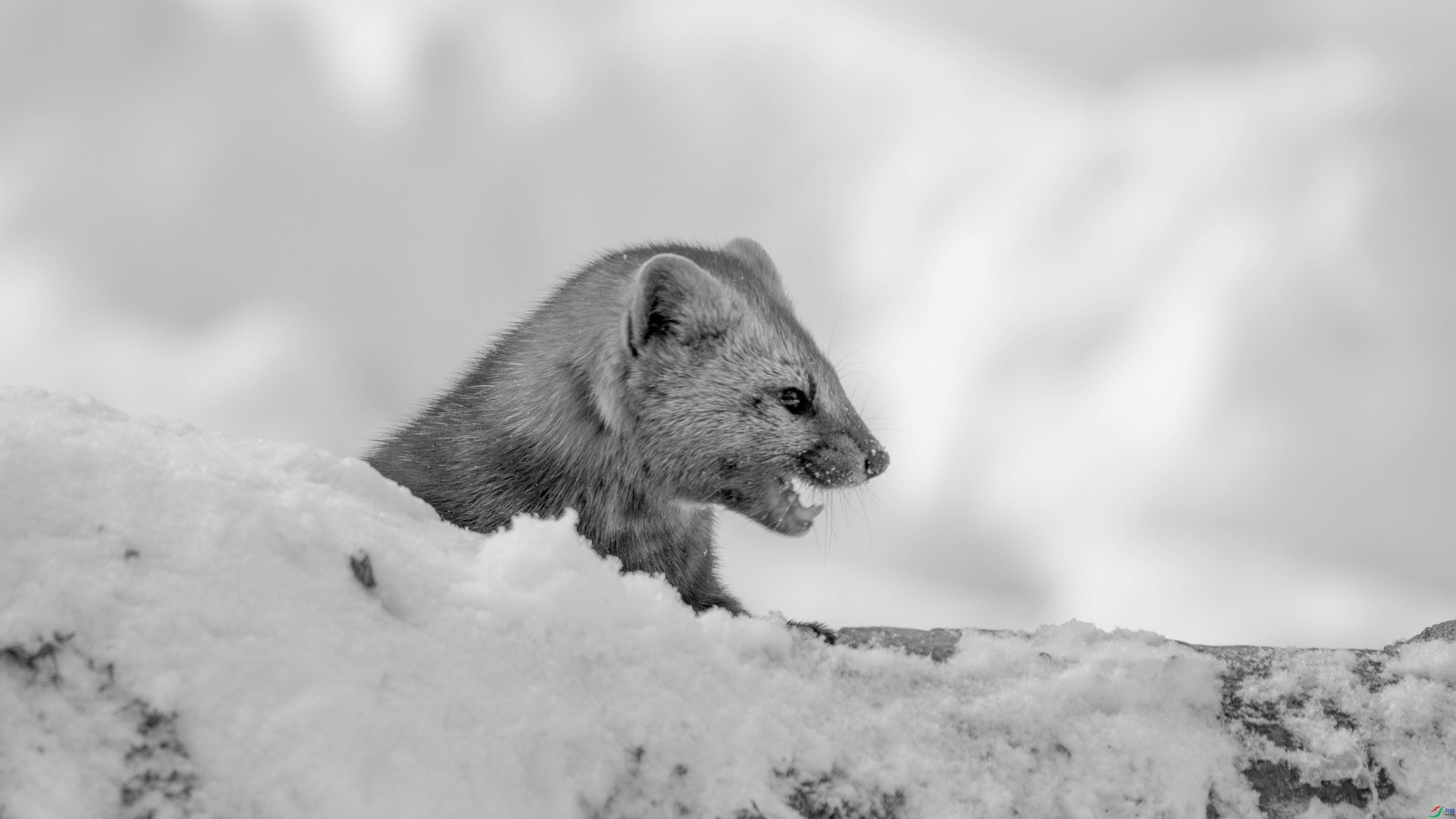 DSC08832 ����.jpg