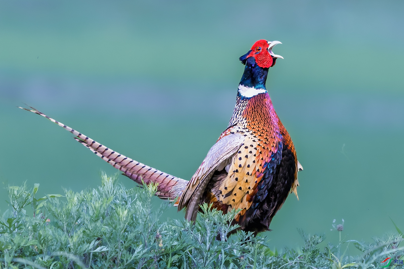 ������----��������������