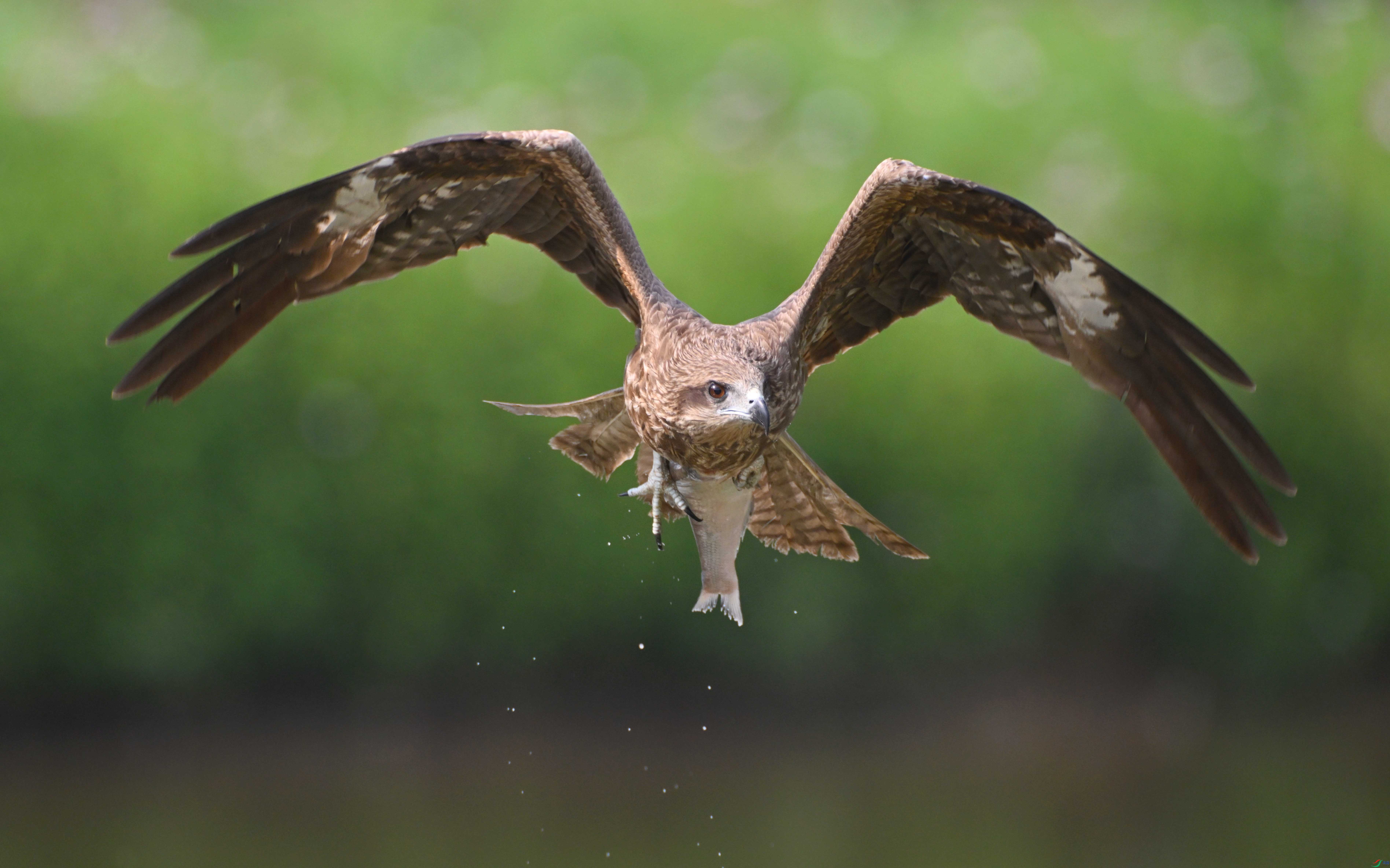 DSC_1961 ����.jpg