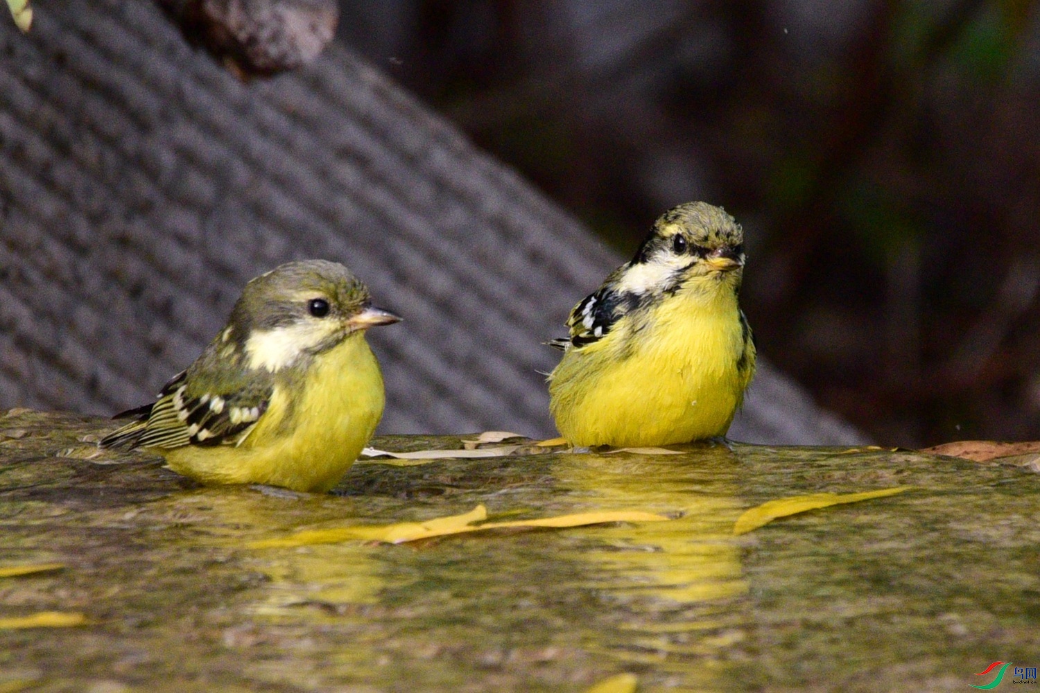 DSC_6602.JPG