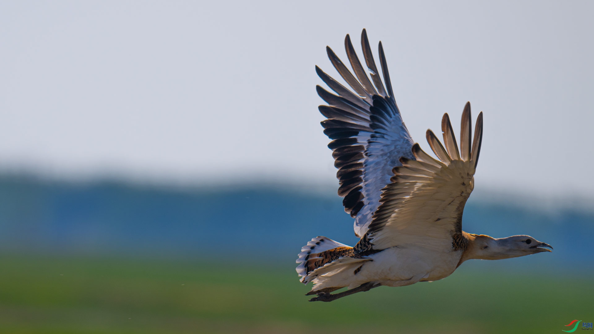 _DSC3390-1x16.jpg