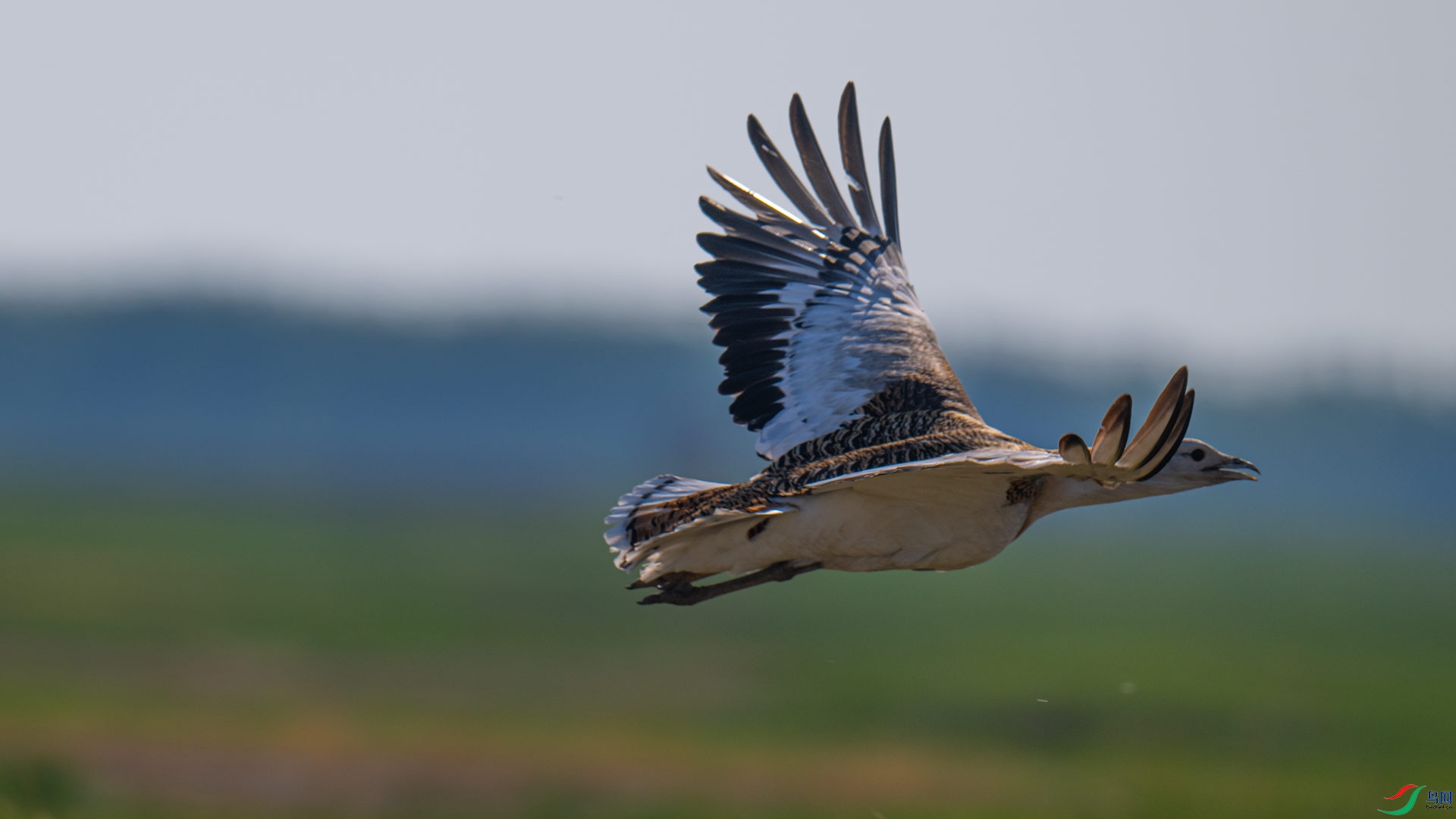 _DSC3391-1x17.jpg
