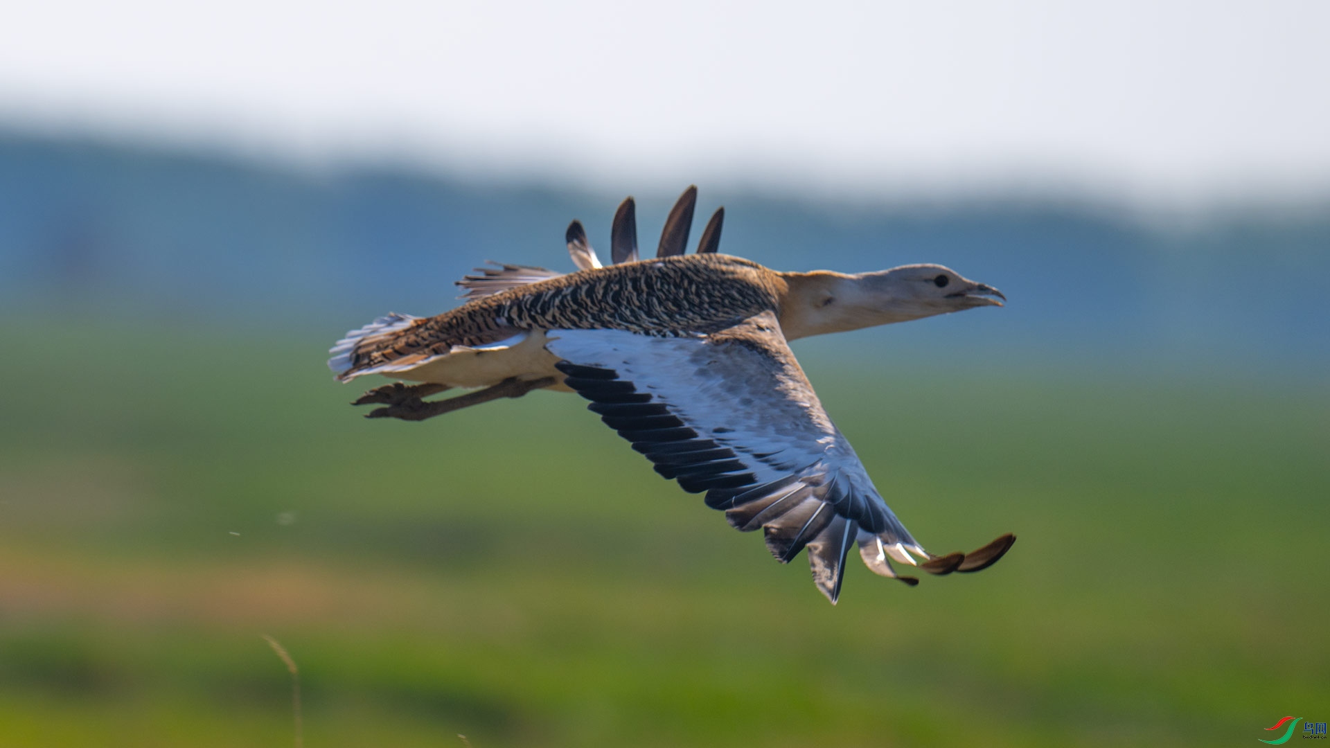 _DSC3392-x18.jpg