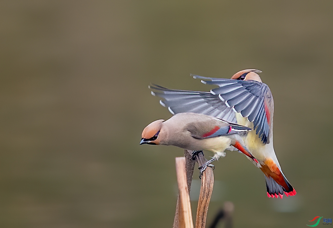DSC_5800-1.jpg