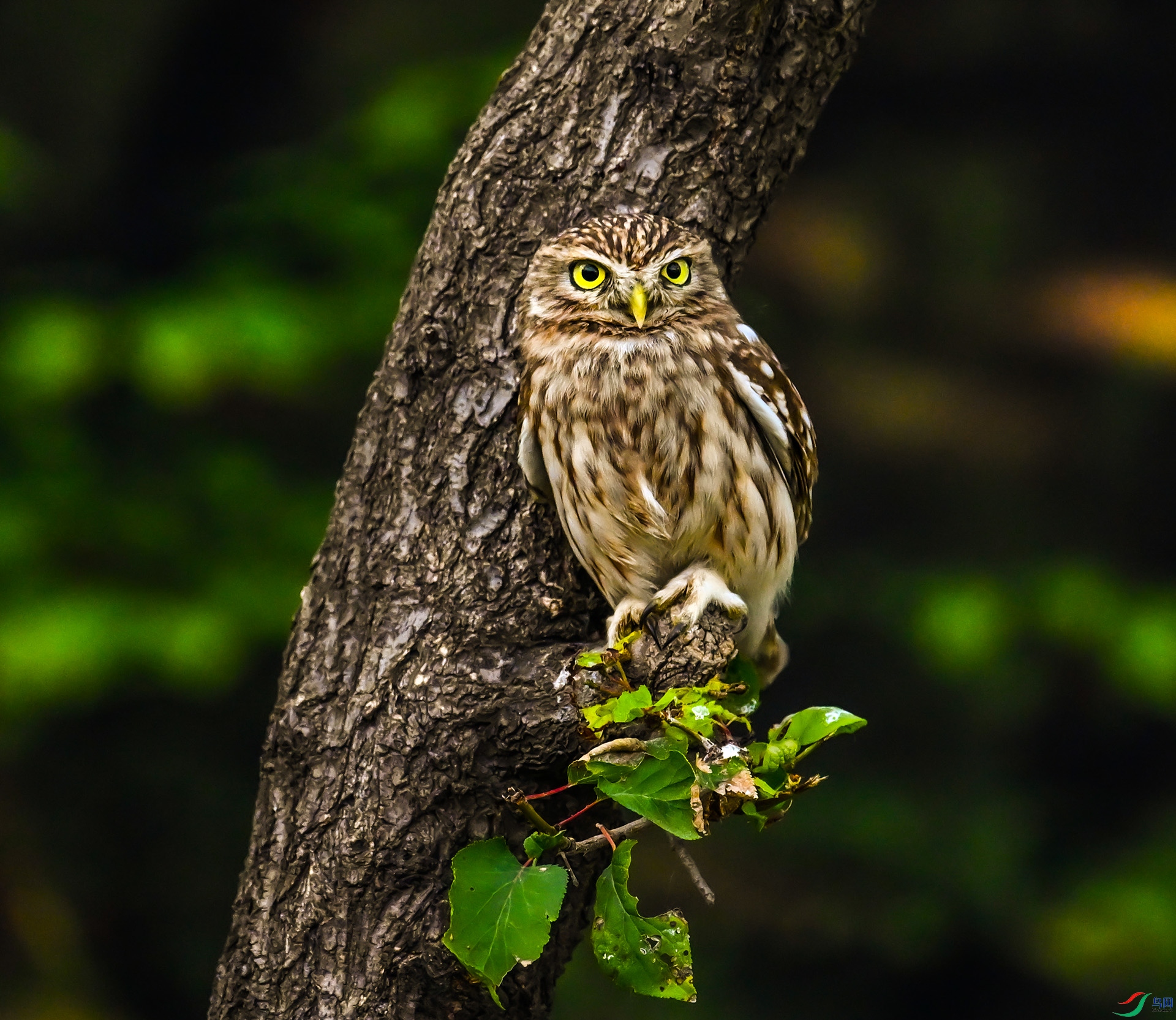 ���Ƹ�С�^