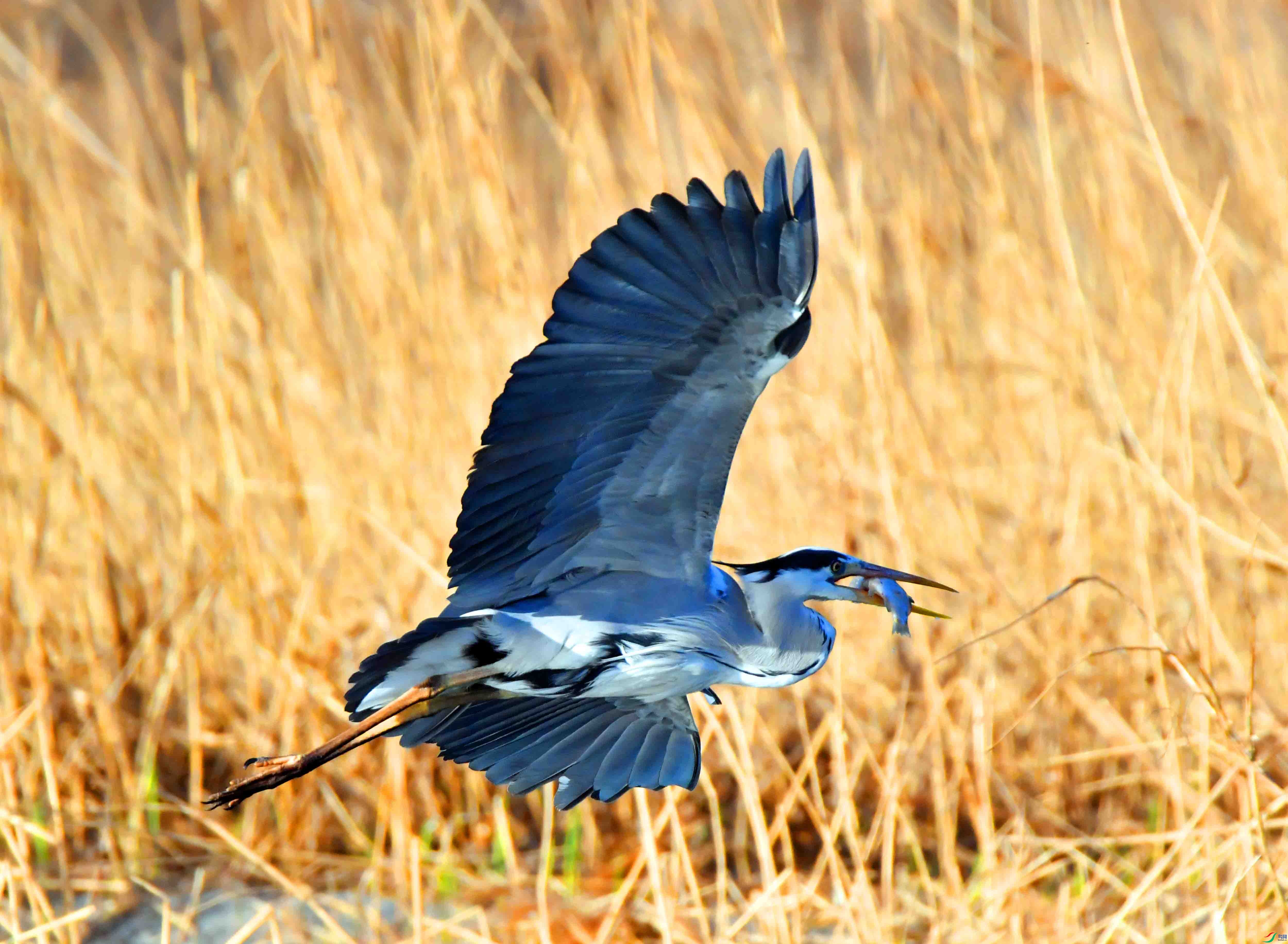 DSC_9484.JPG