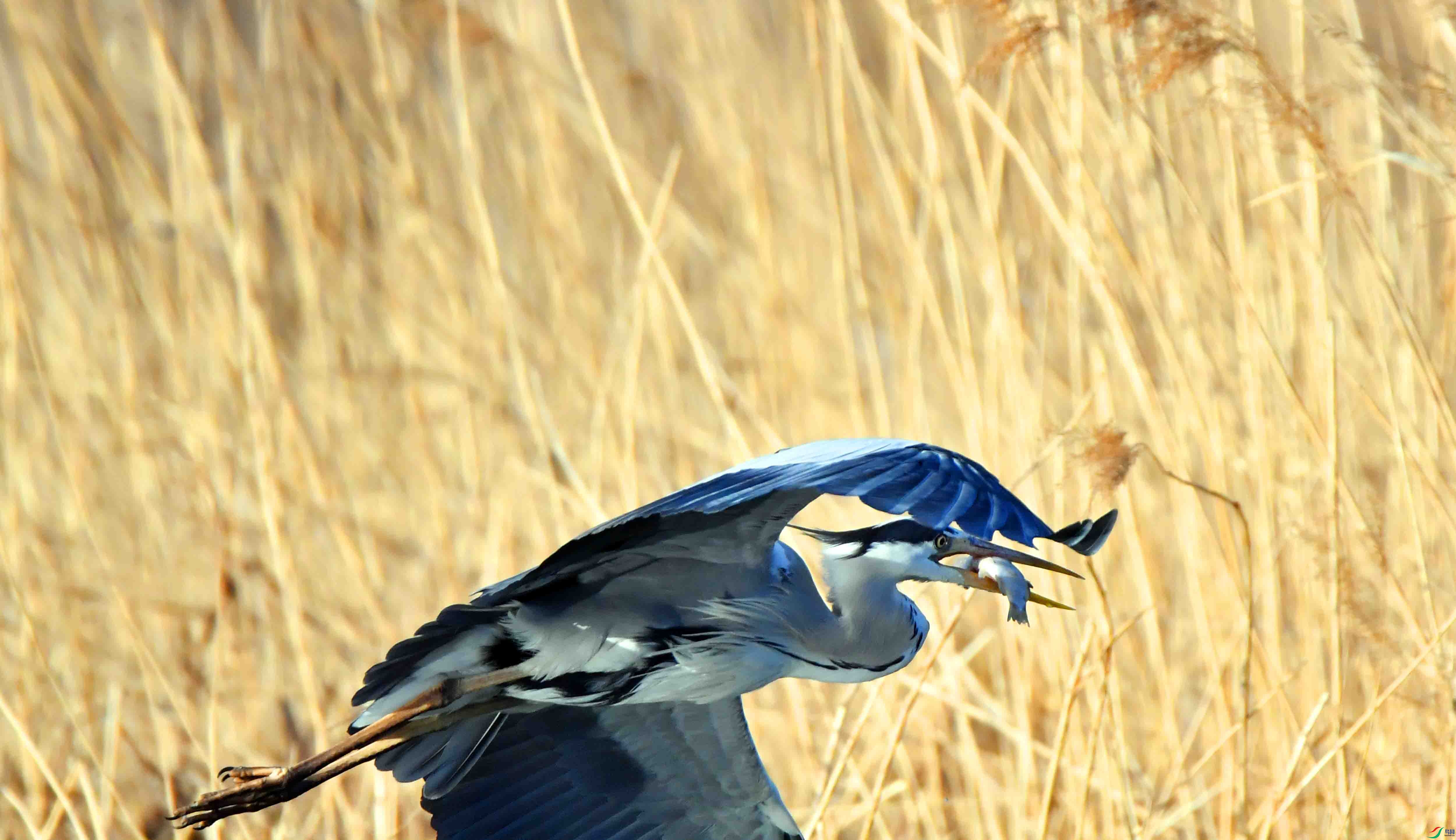 DSC_9485.JPG