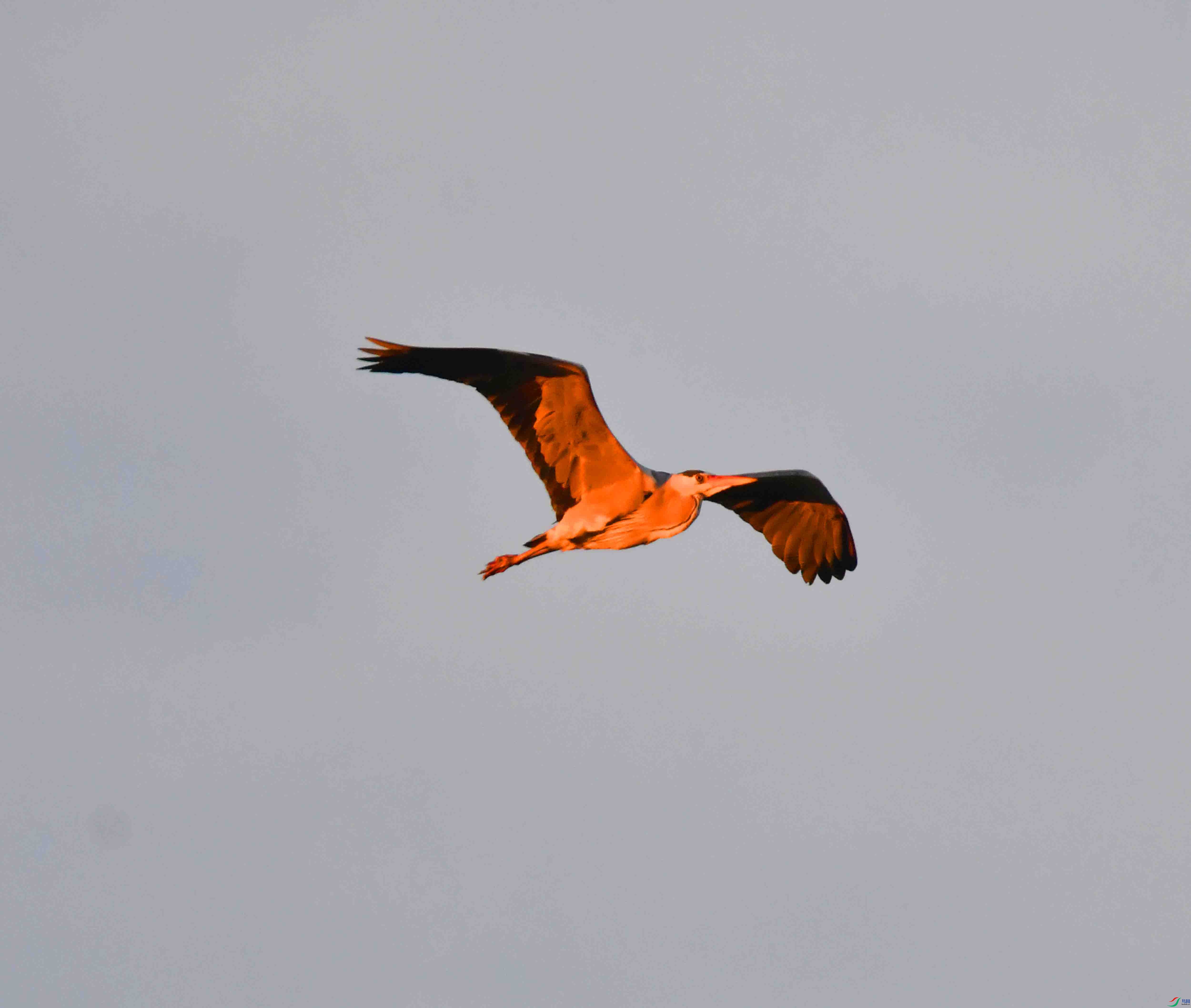 DSC_9597.JPG