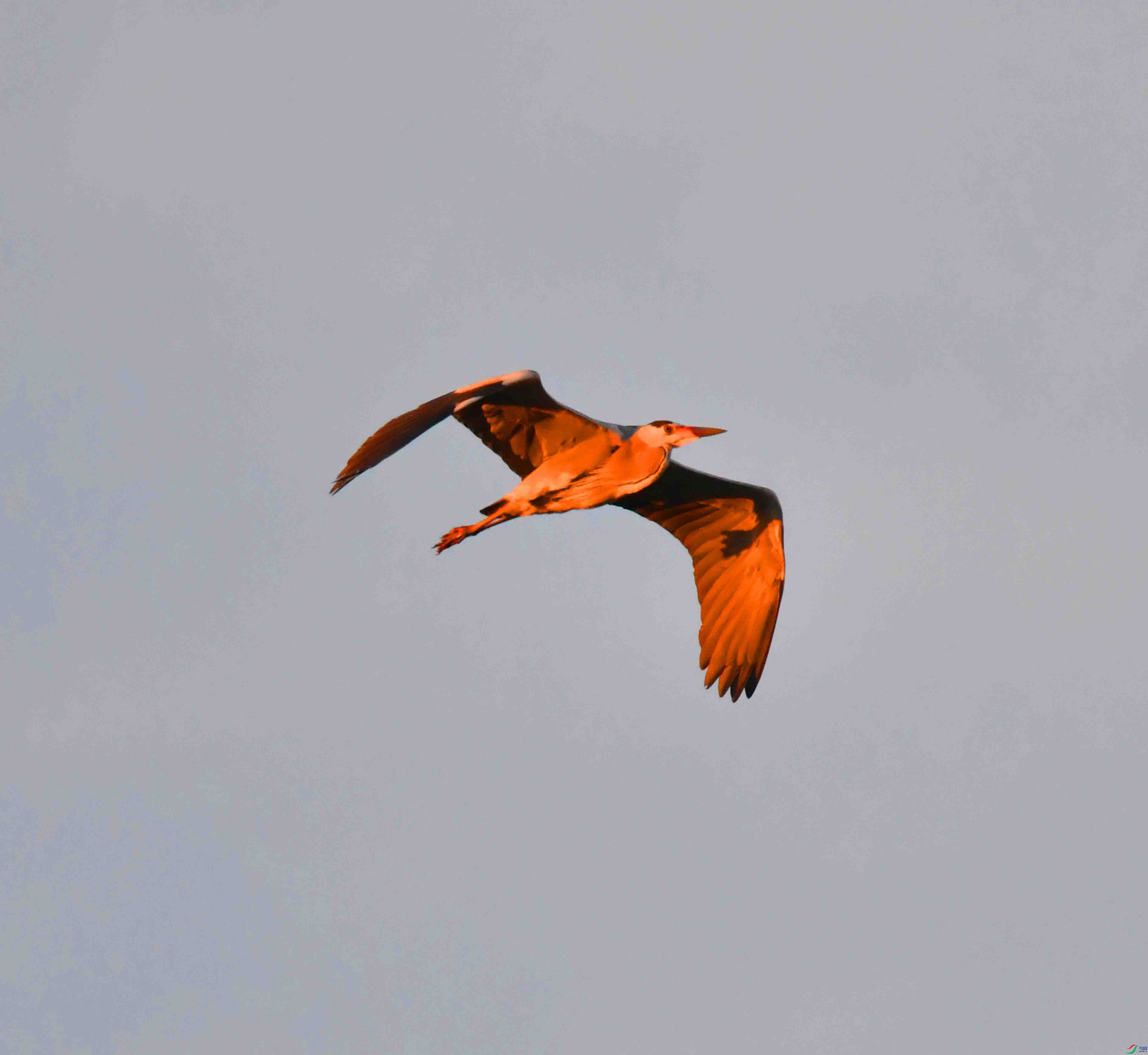 DSC_9596.JPG