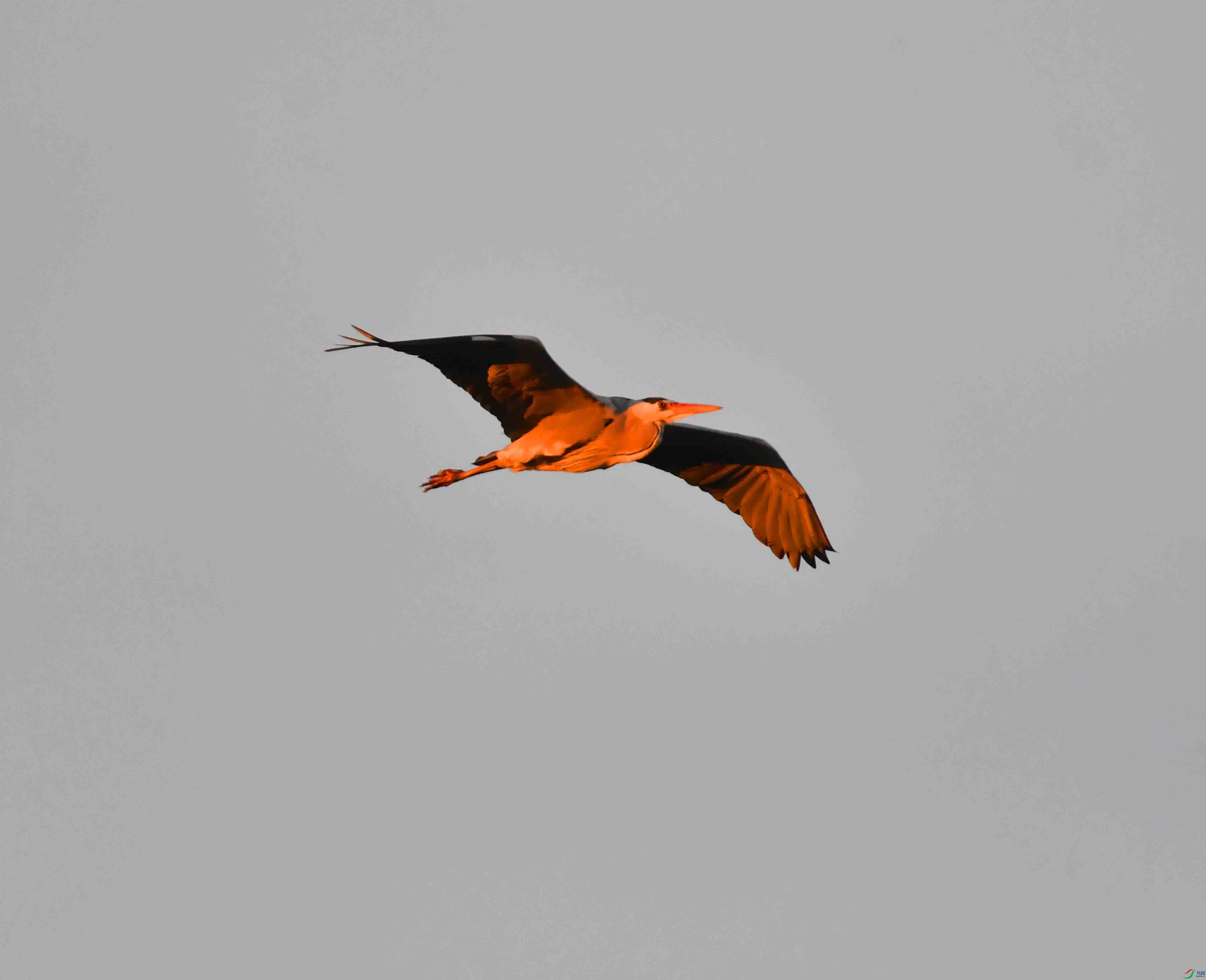 DSC_9600.JPG