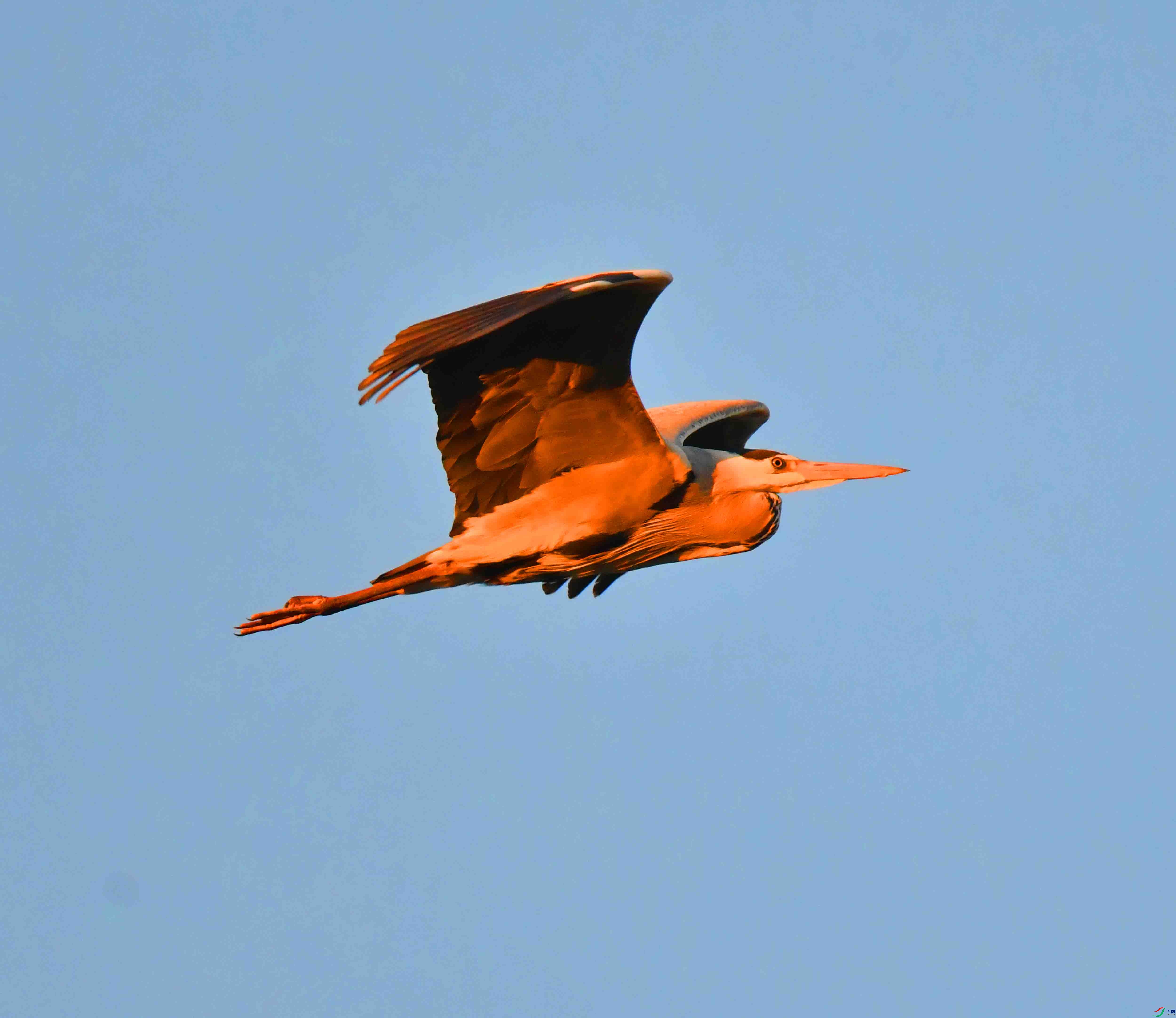 DSC_9613.JPG