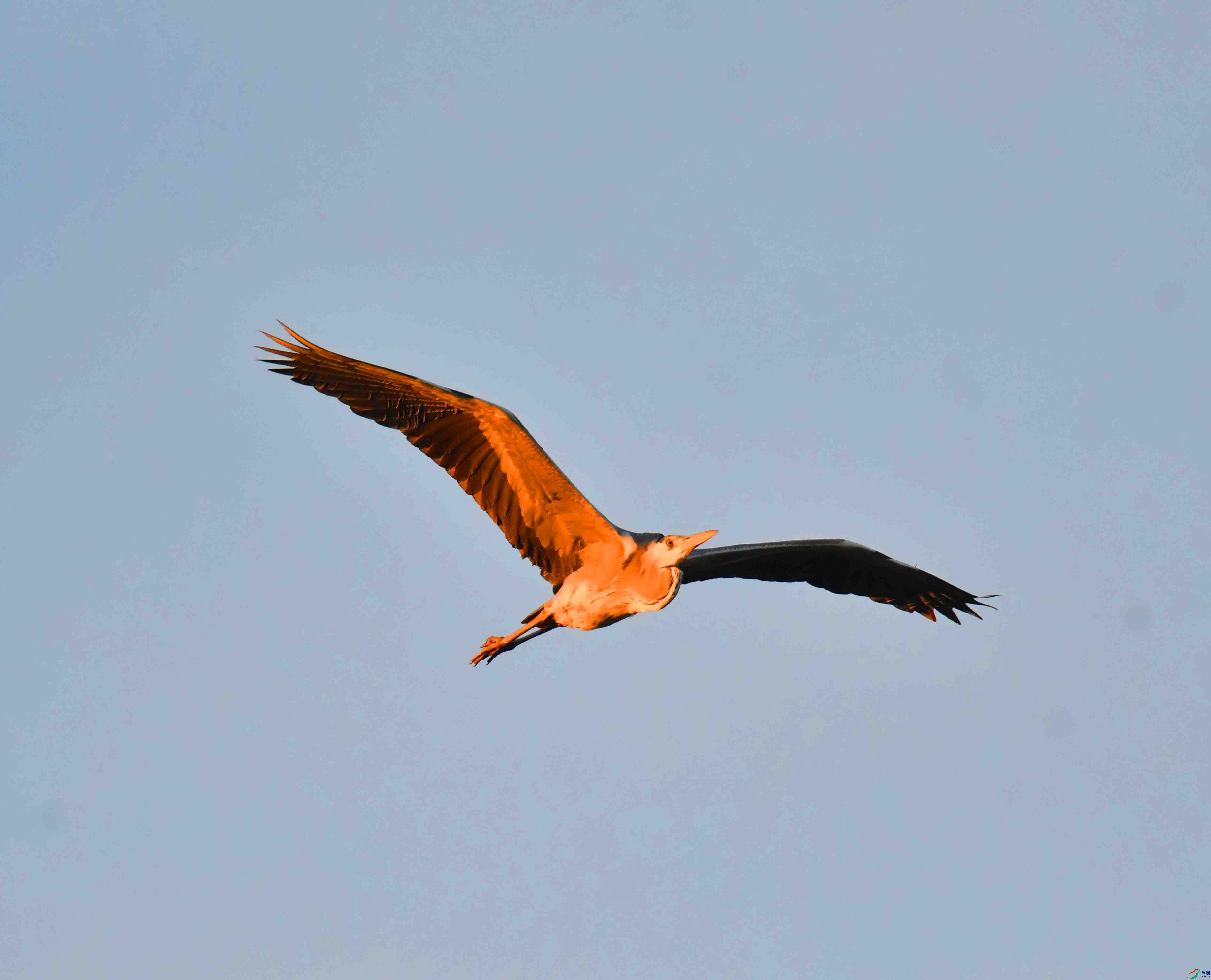 DSC_9620.JPG