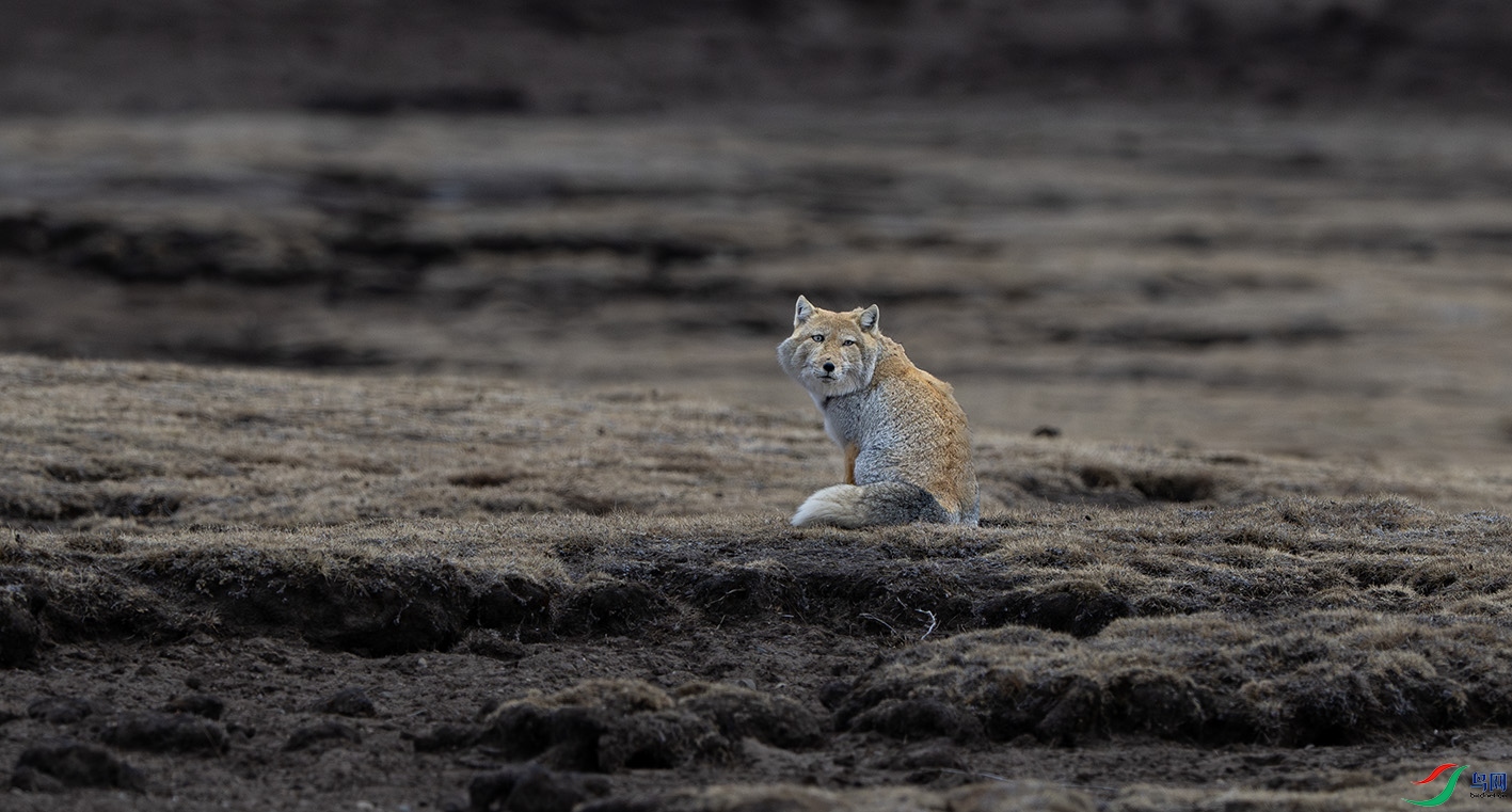 DSC_4396-����ǿ-NR ����.jpg