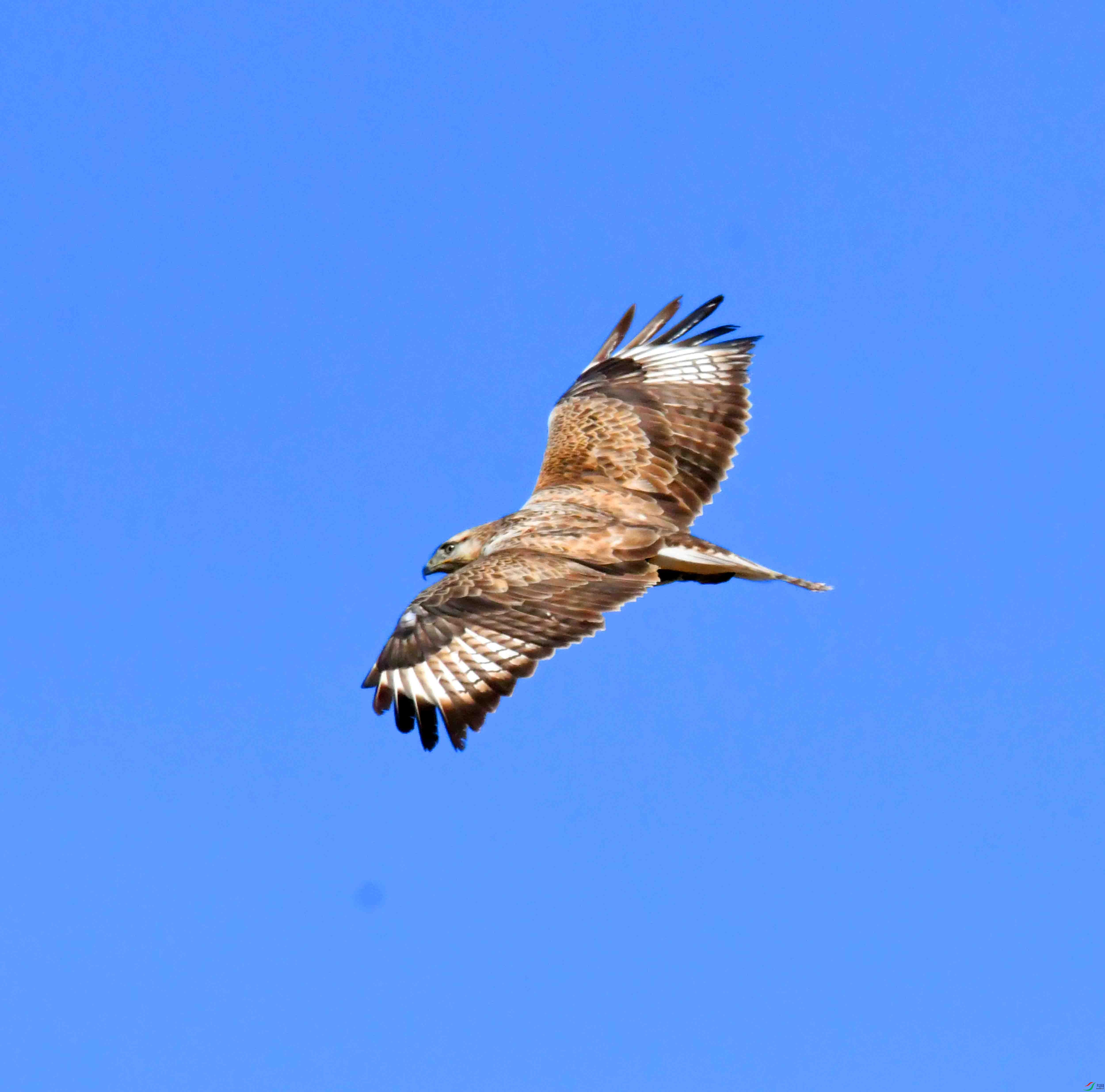 DSC_5204.JPG