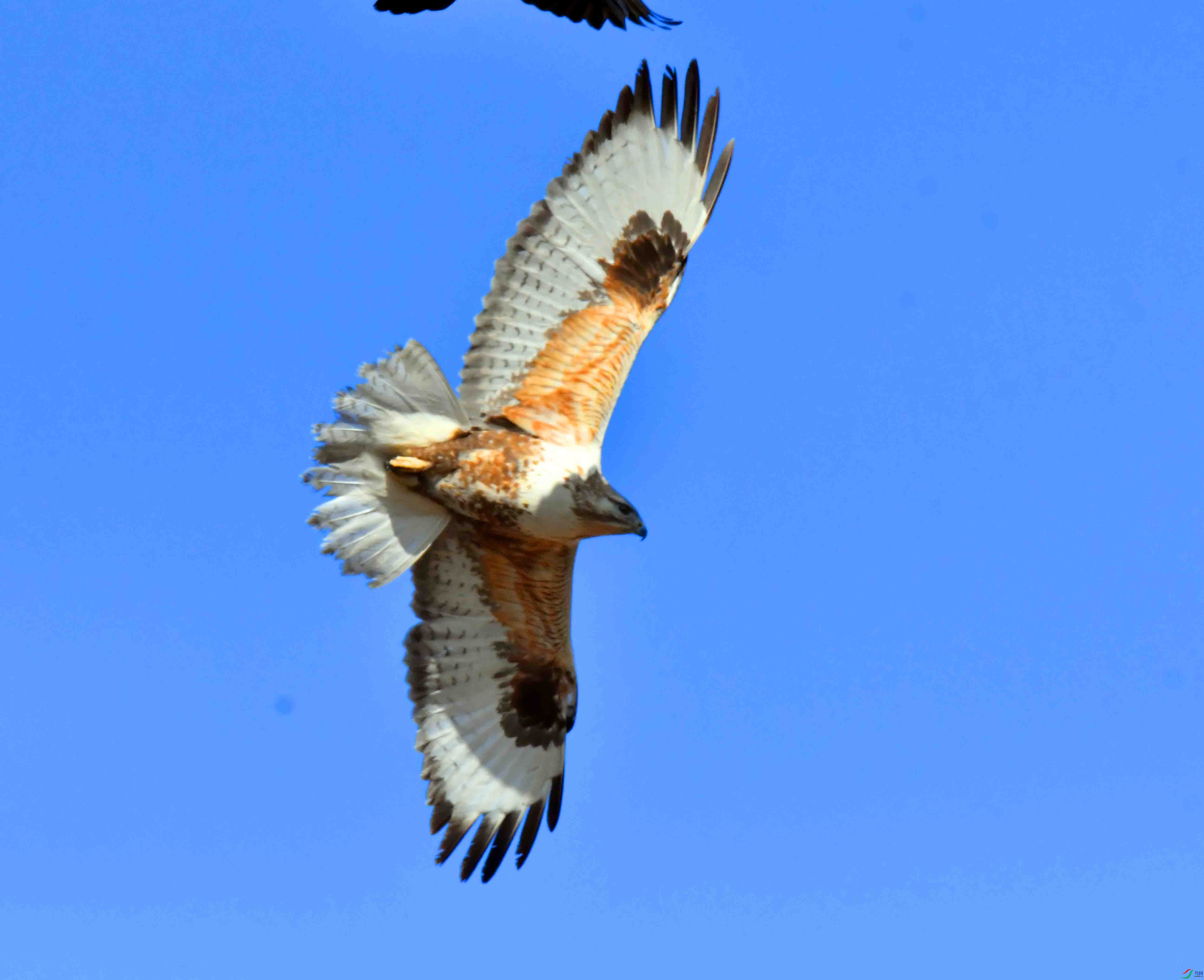 DSC_5217.JPG