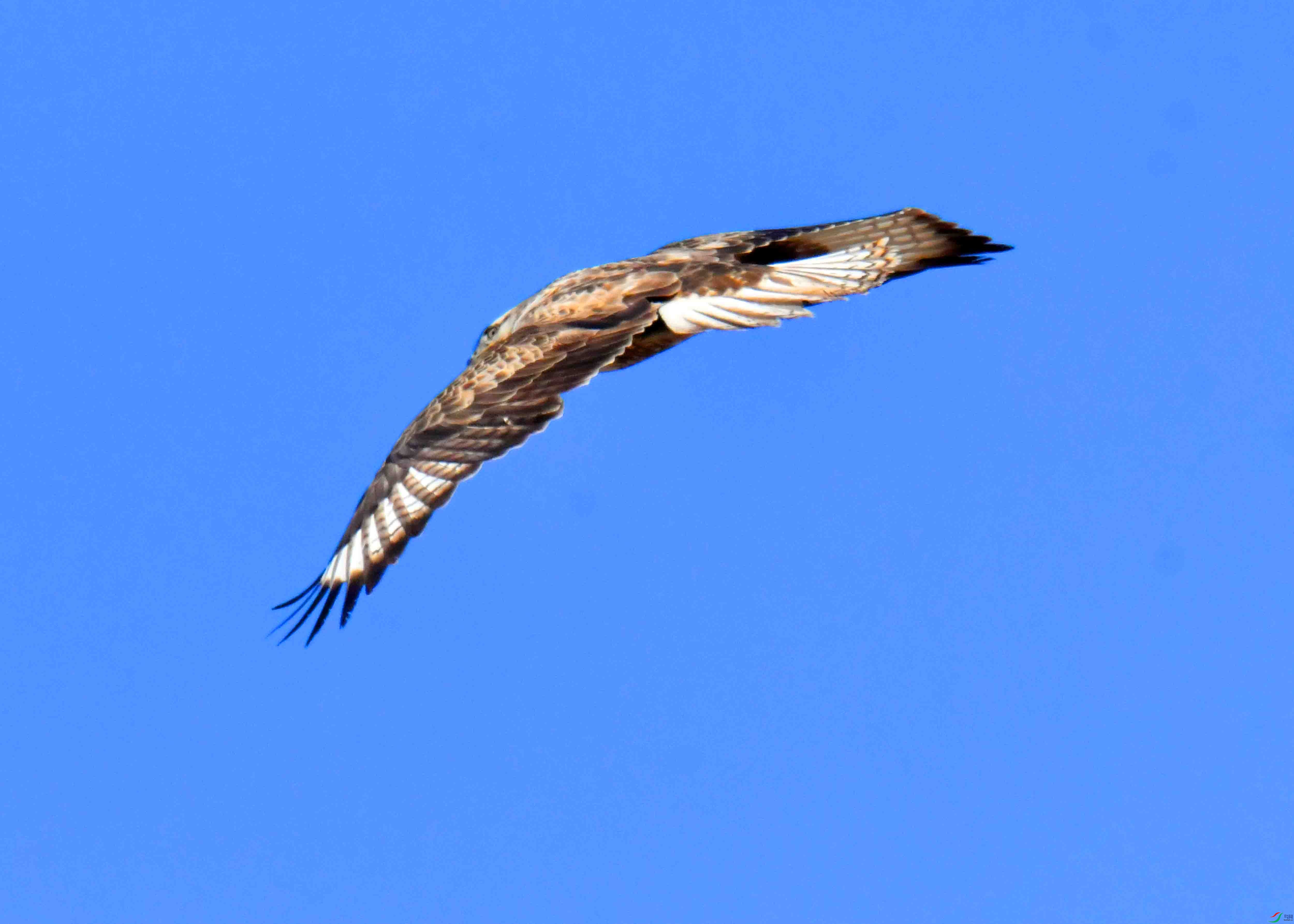 DSC_5225.JPG