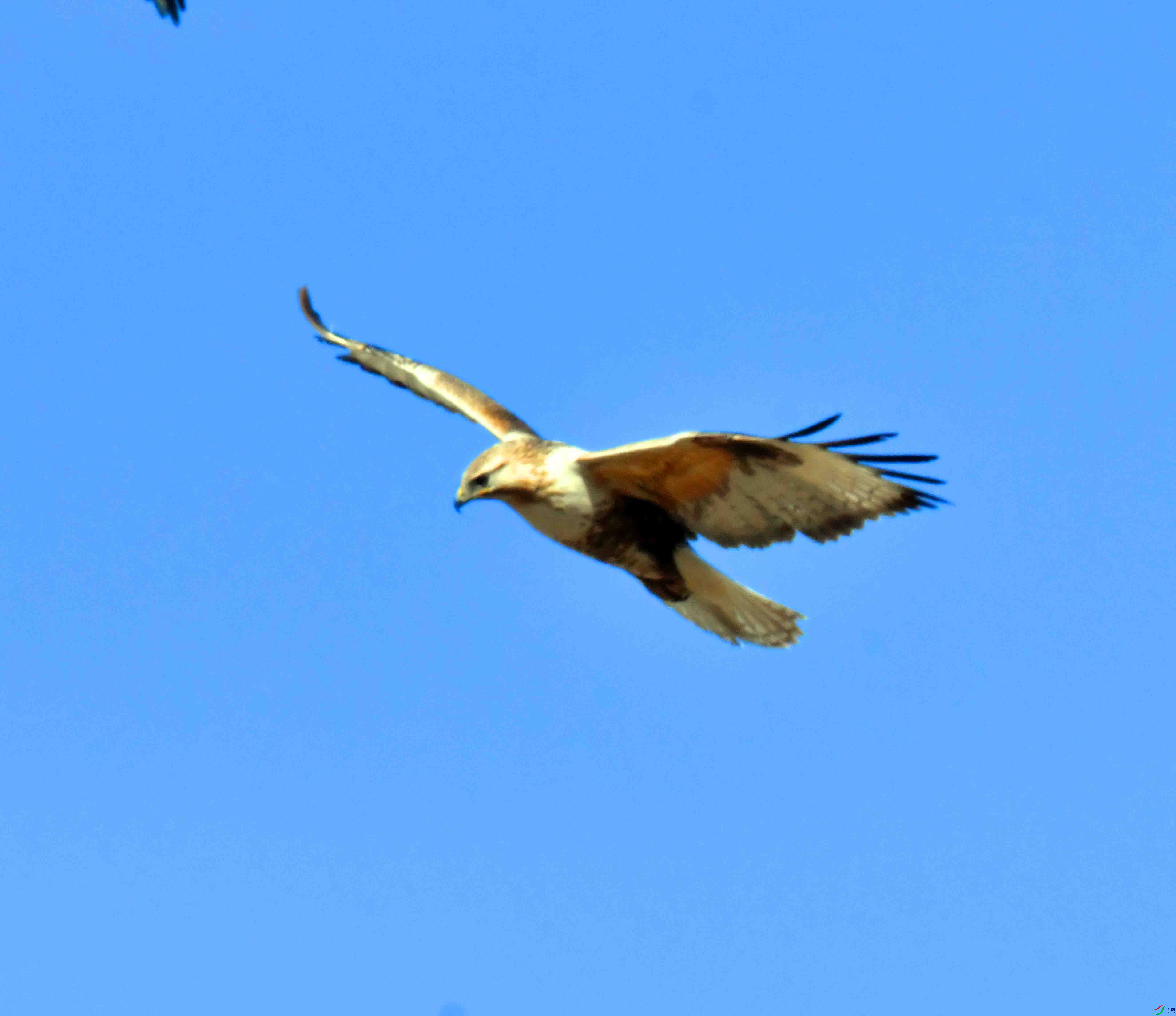 DSC_5229.JPG