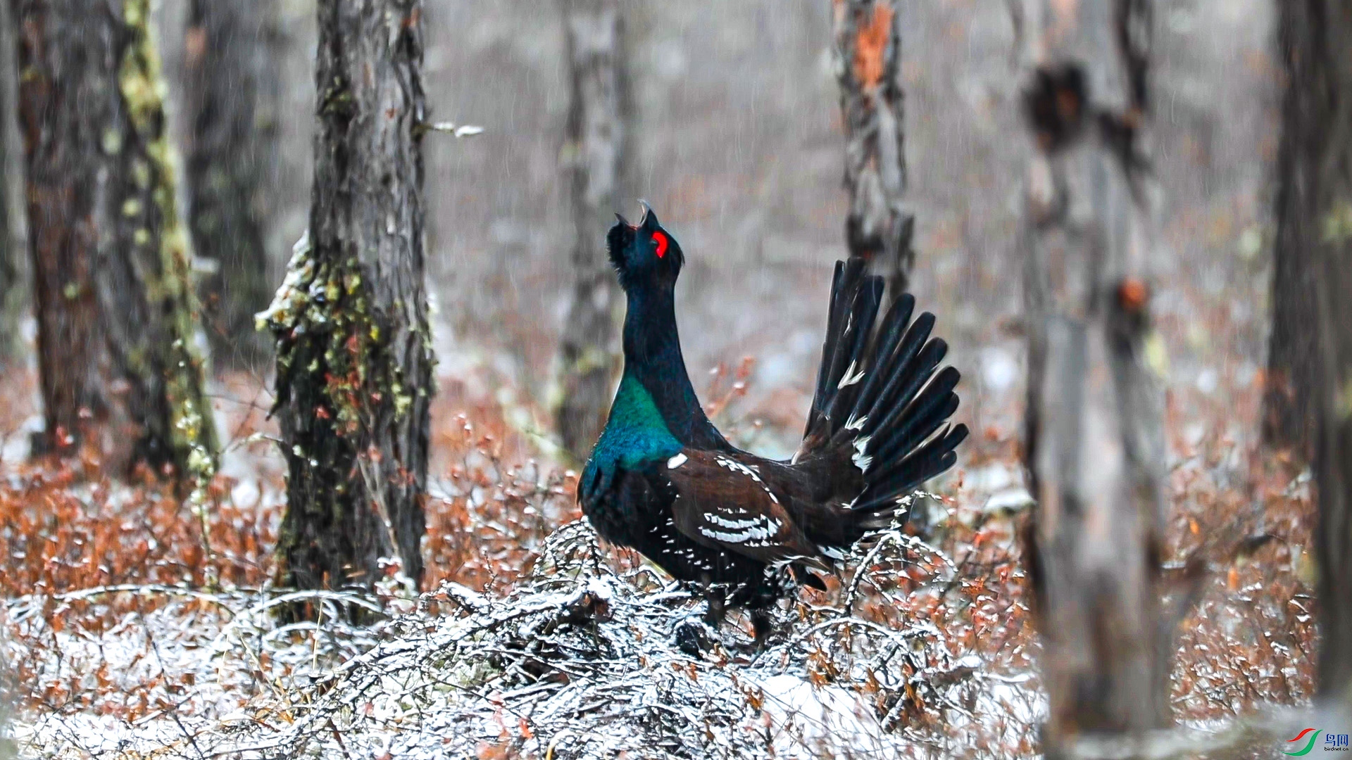 A_0011C027A250419_064451EJ_CANON[00-00-17][20250501-213705269] ����.jpg