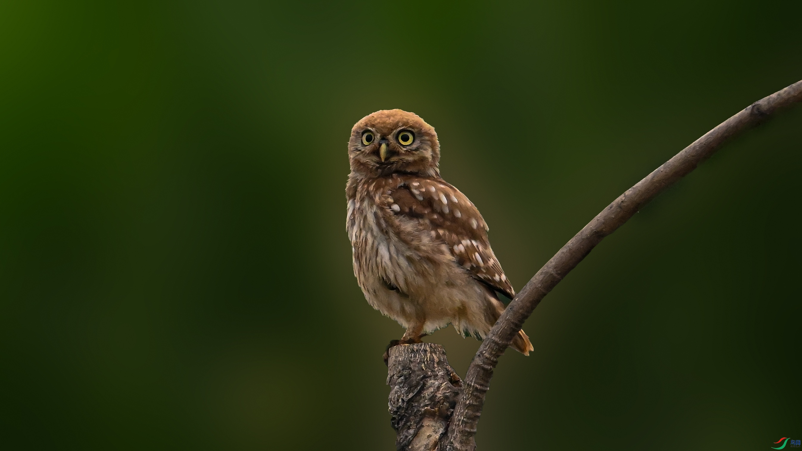 DSC_7441.jpg