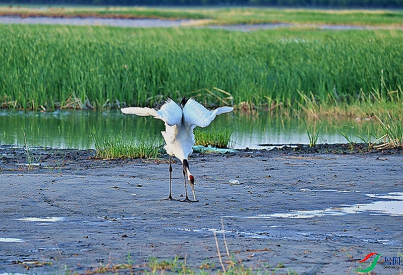 �����ƽ�⡣