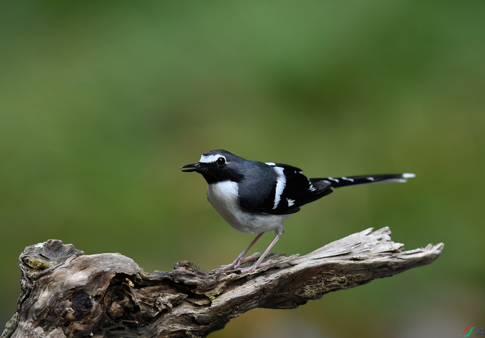 DSC_0063.jpg