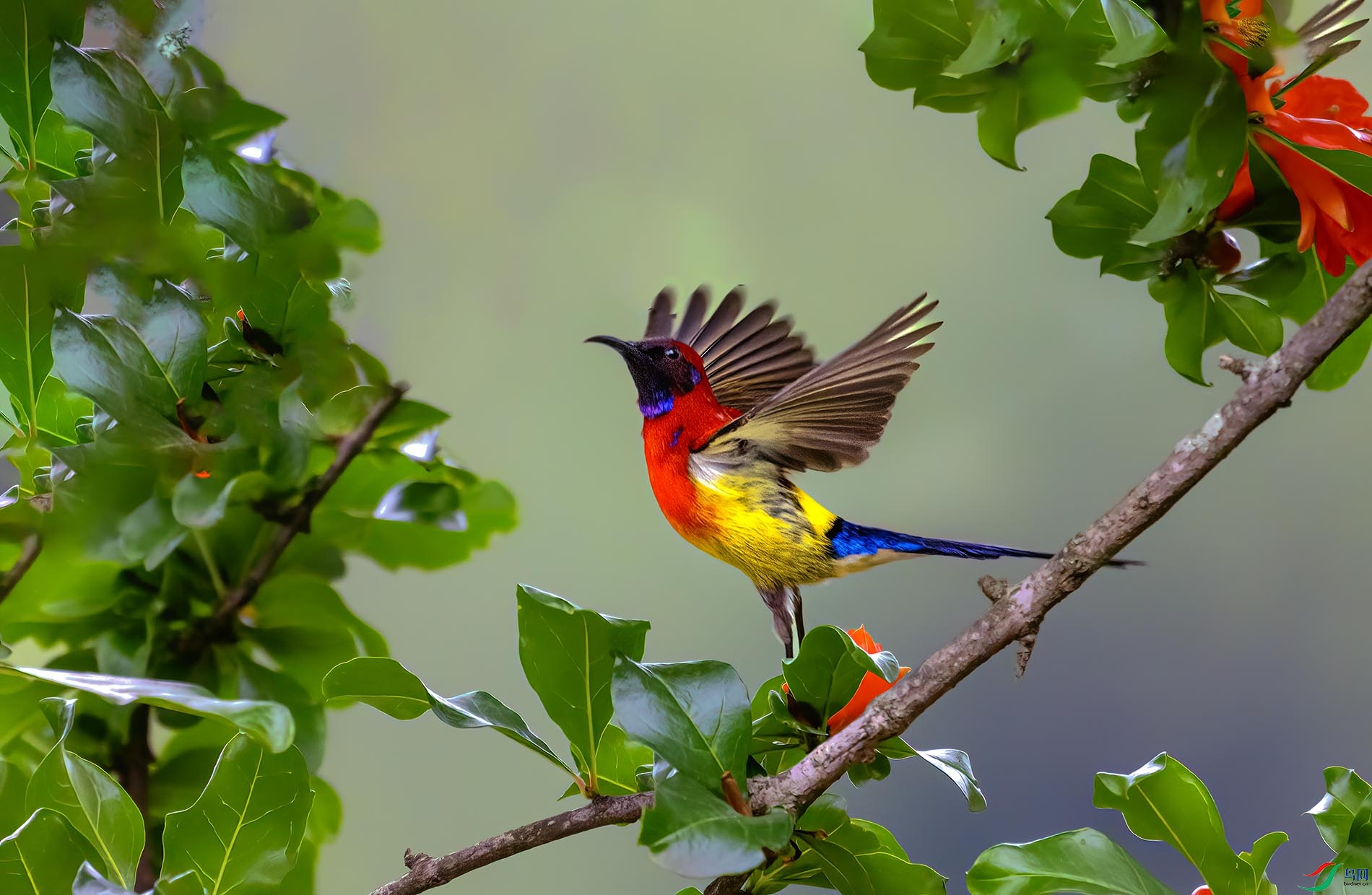 Ư����չ��